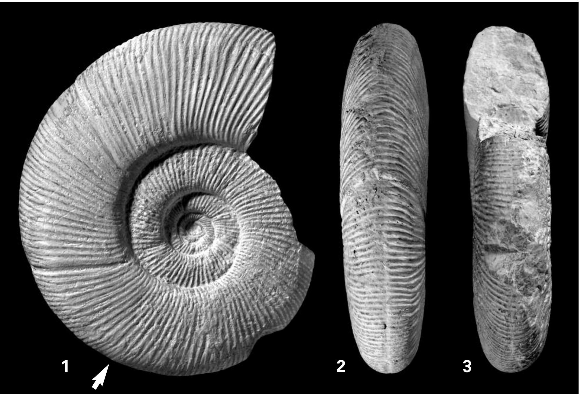(PDF) Taxonomical revision of the perisphinctid ammonites of the Upper ...