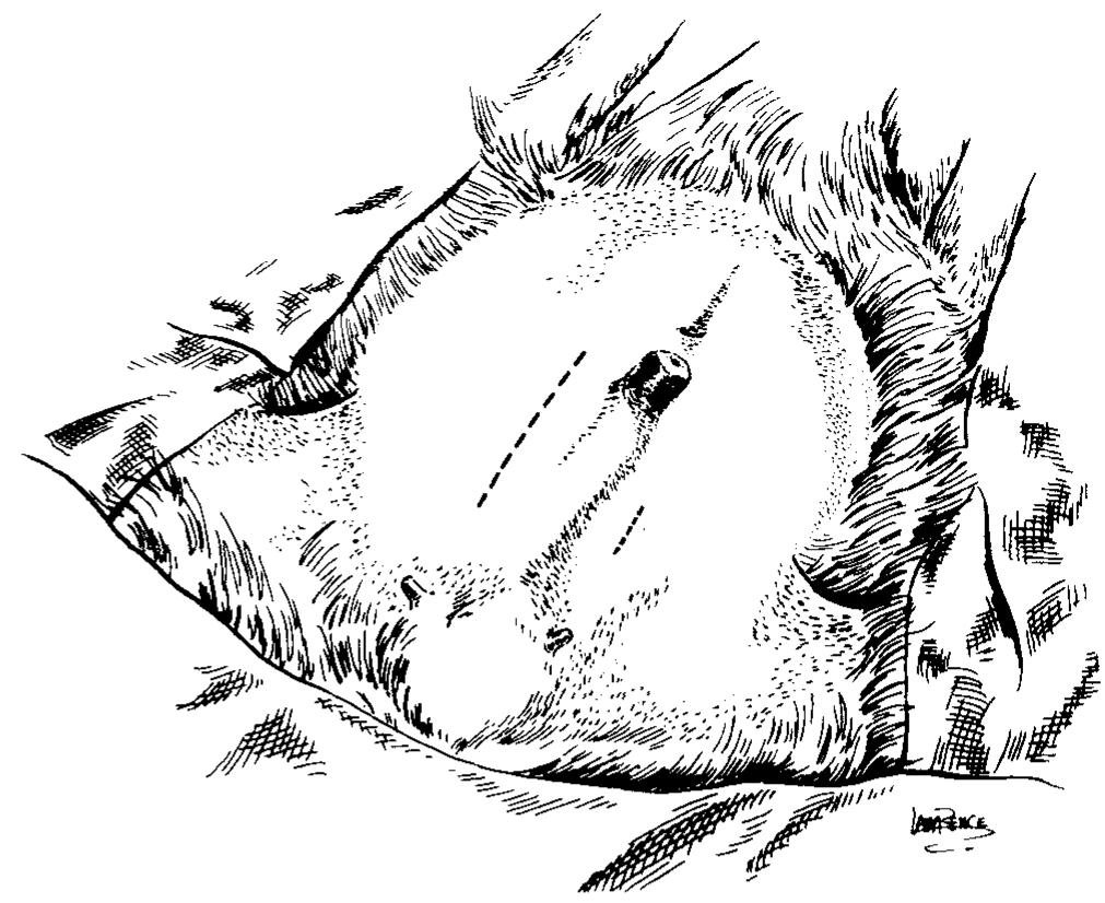 Goat Incision (PDF) Urinary Bladder Marsupialization for Treatment of Obstructive ...