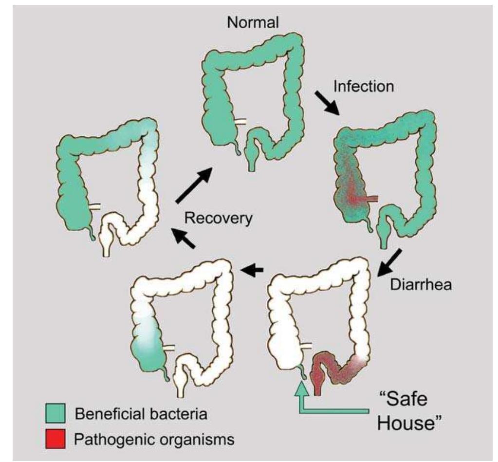 (PDF) The Cecal Appendix: One More Immune Component With a Function ...
