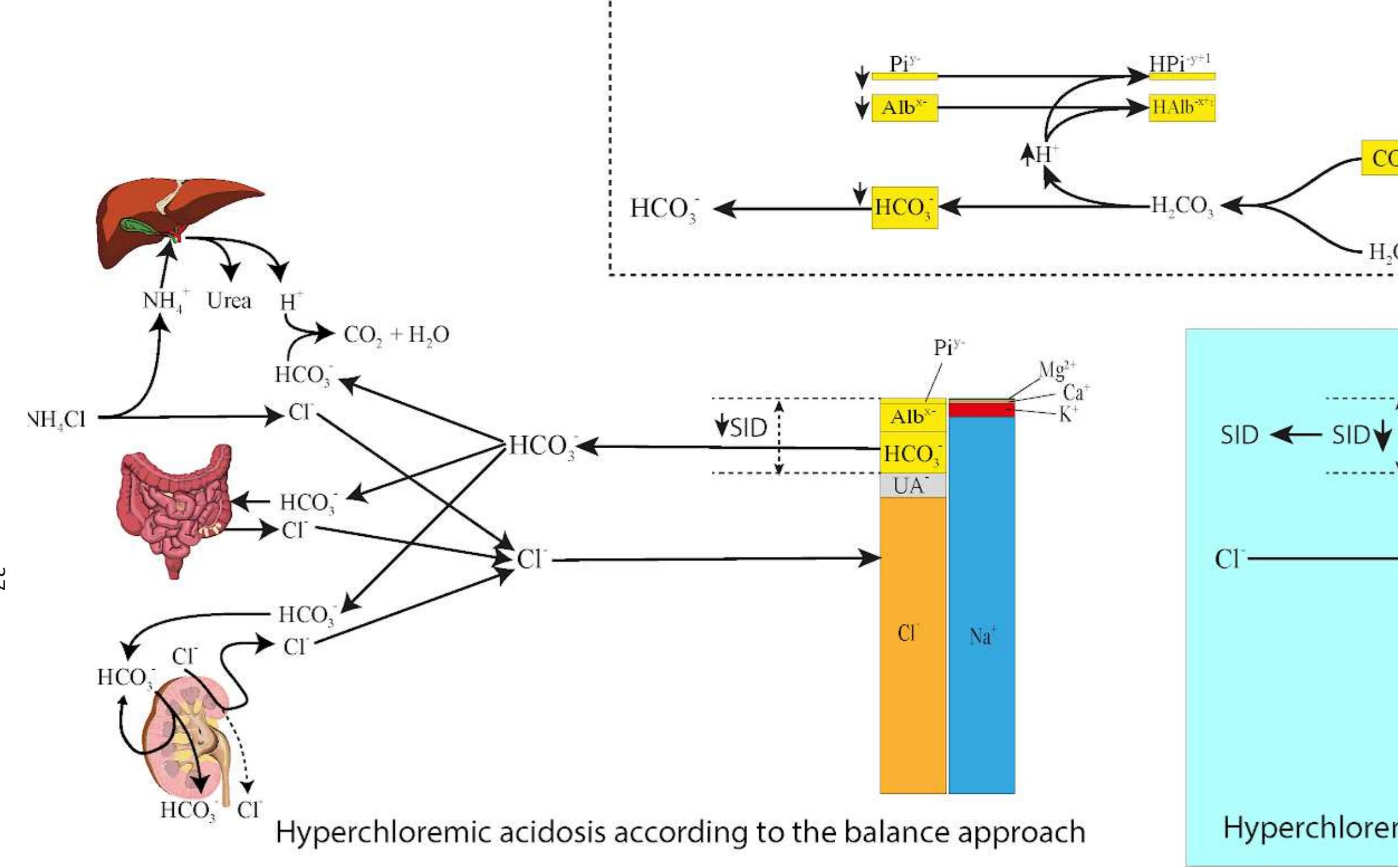 - pathogenetic causes of hyperchloremic acidosis. the basic