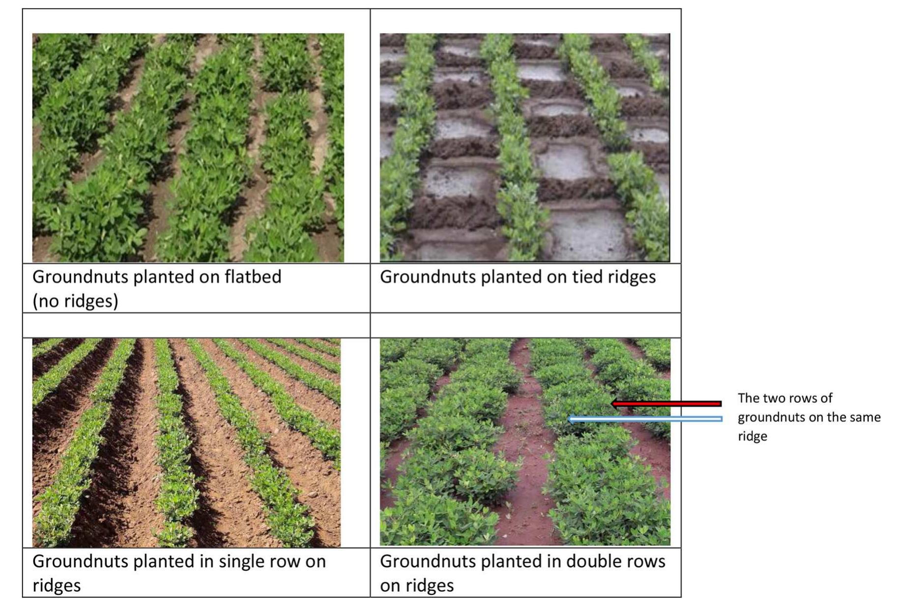 The four planting methods: flatbed, tied ridges, single row