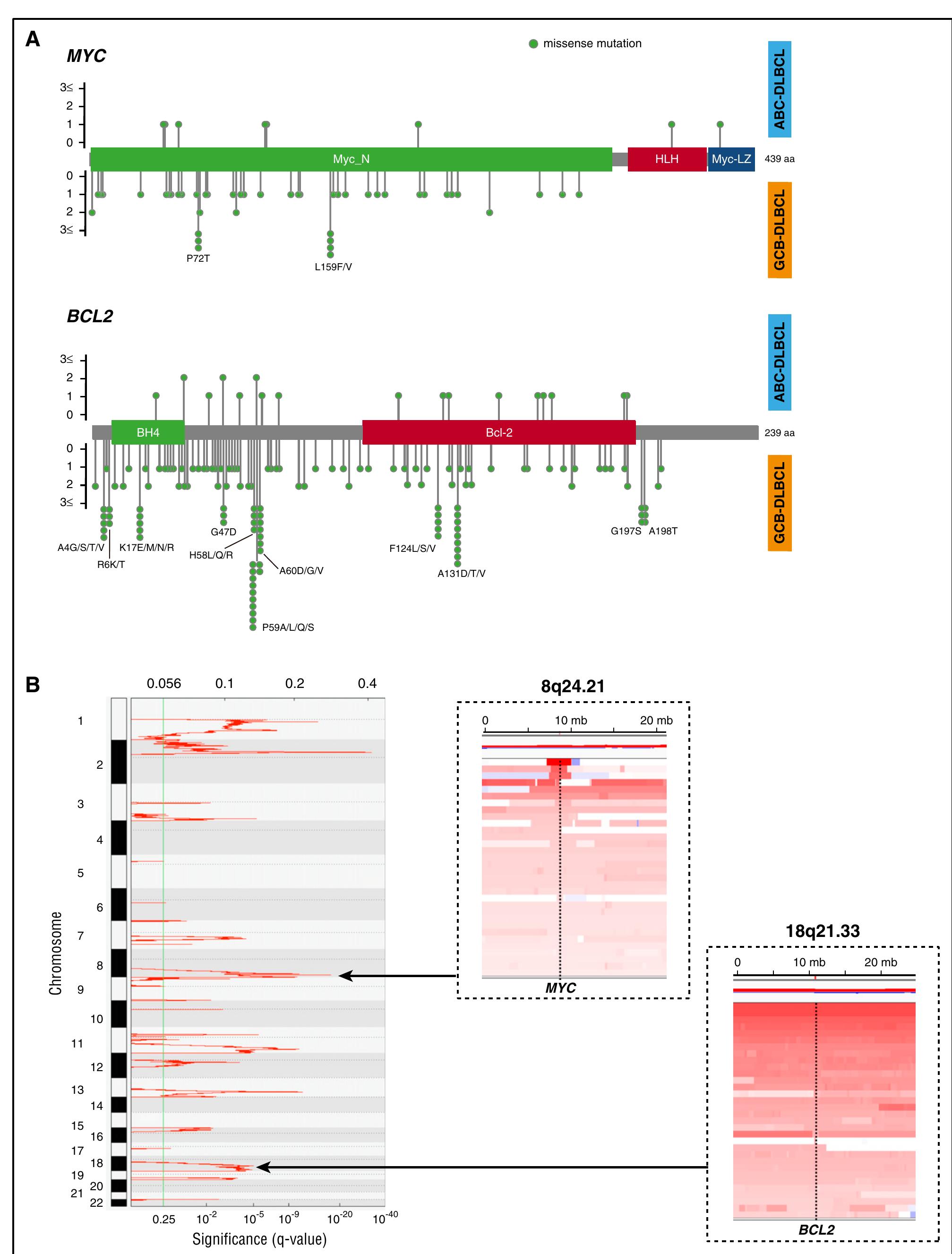 (PDF) Genetic profiling of MYC and BCL2 in diffuse large B-cell ...