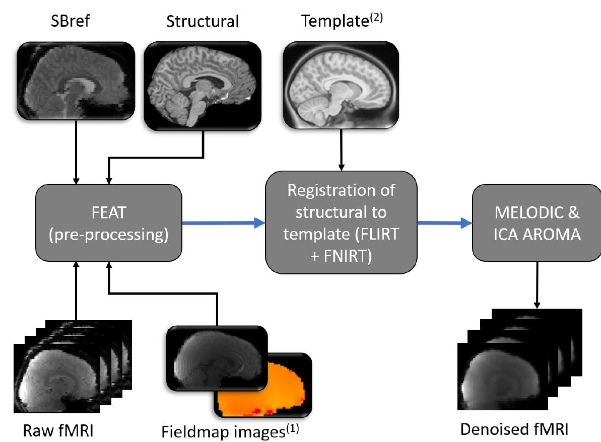 Graphical representation of the structural mri data analysis
