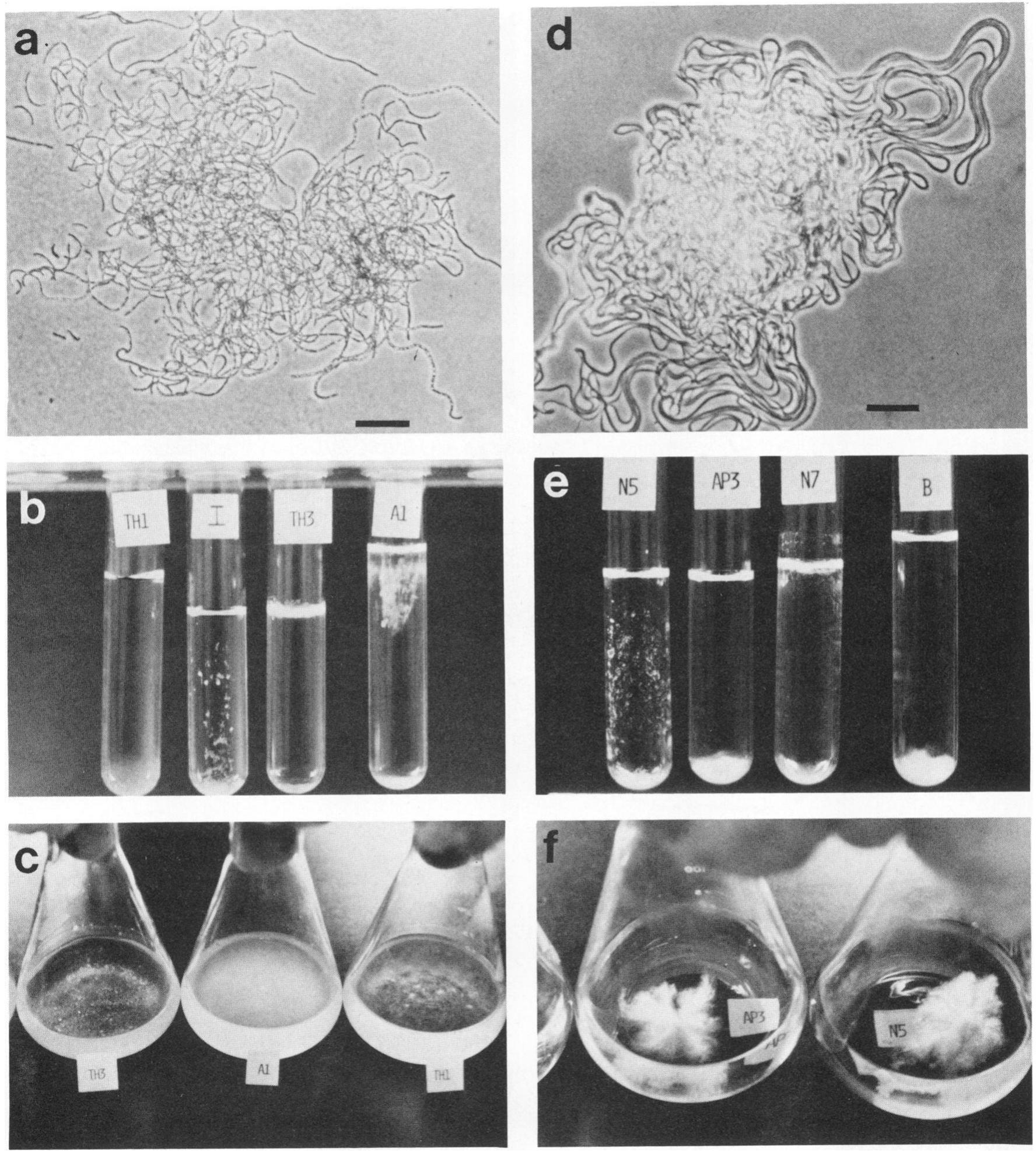 Thiothrix (PDF) Filamentous sulfur bacteria of activated sludge: characterization ...