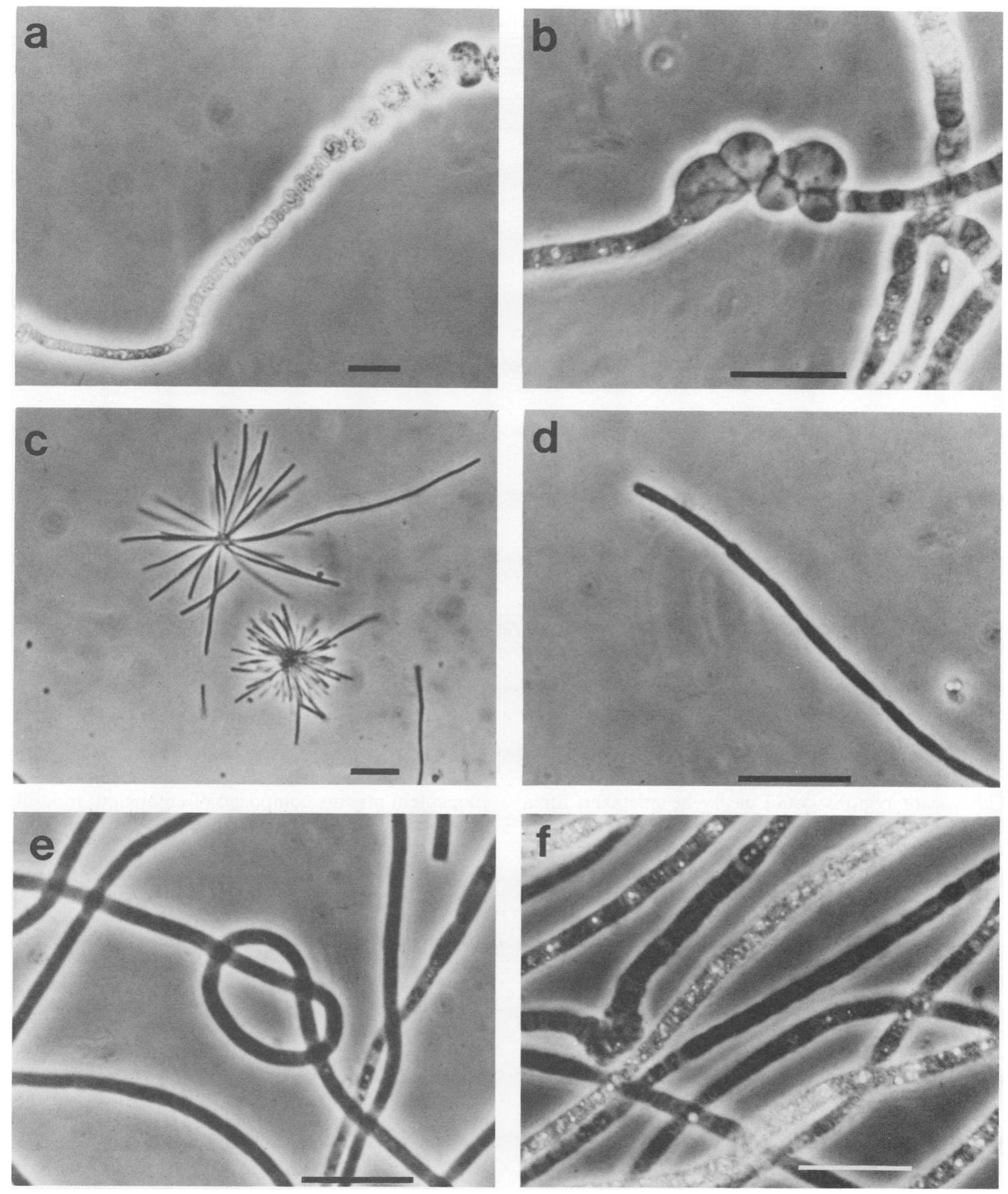 Thiothrix (PDF) Filamentous sulfur bacteria of activated sludge: characterization ...