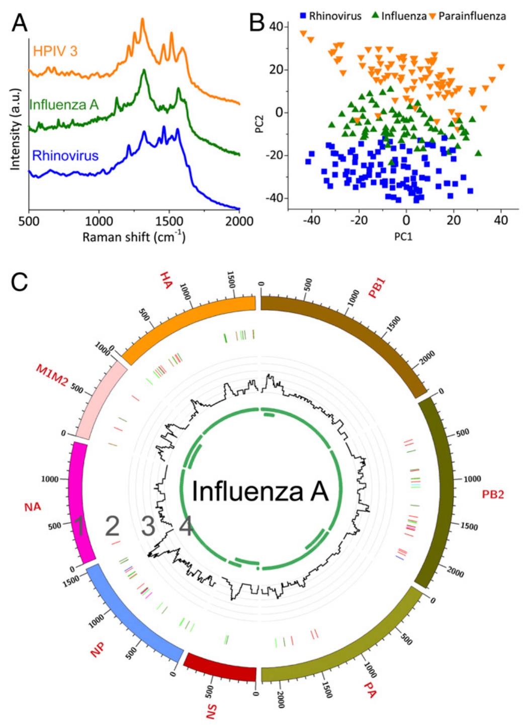 Virrion testing of respiratory viruses. (a) raman spectra.