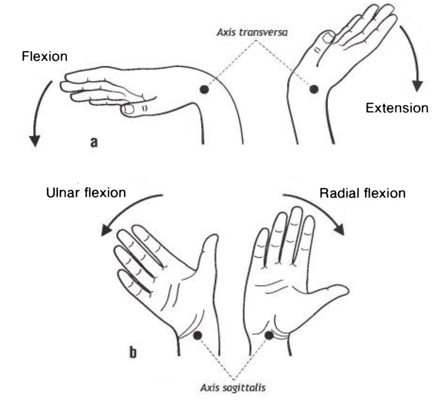 Figure 1 - from Biomechanics of the Human Hand
