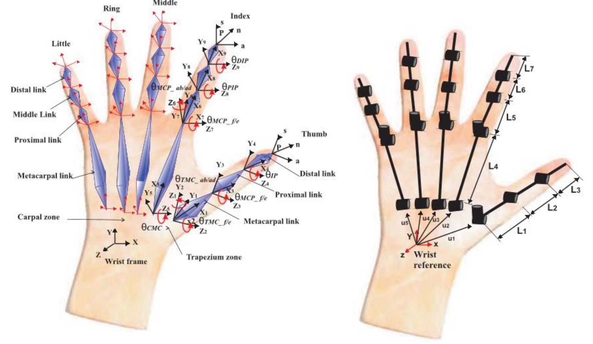 Figure 2 - from Biomechanics of the Human Hand