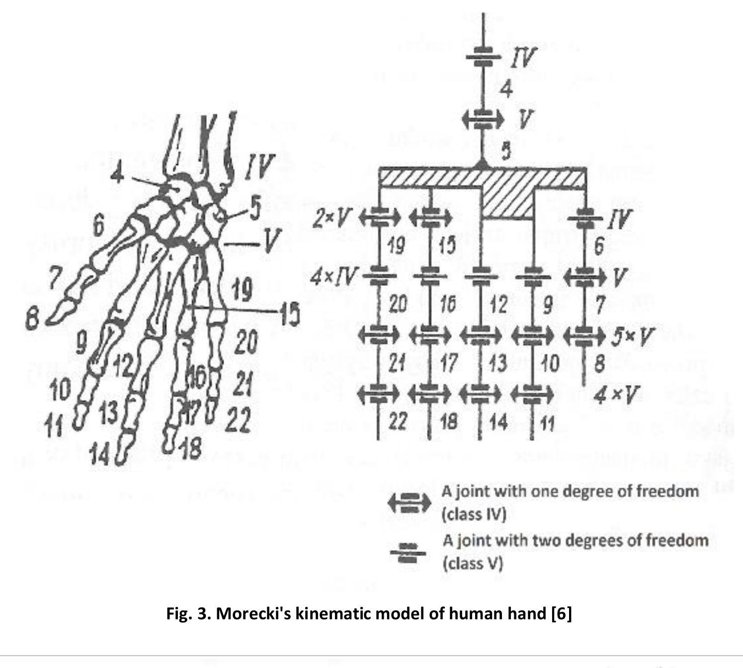 Figure 3 - from Biomechanics of the Human Hand