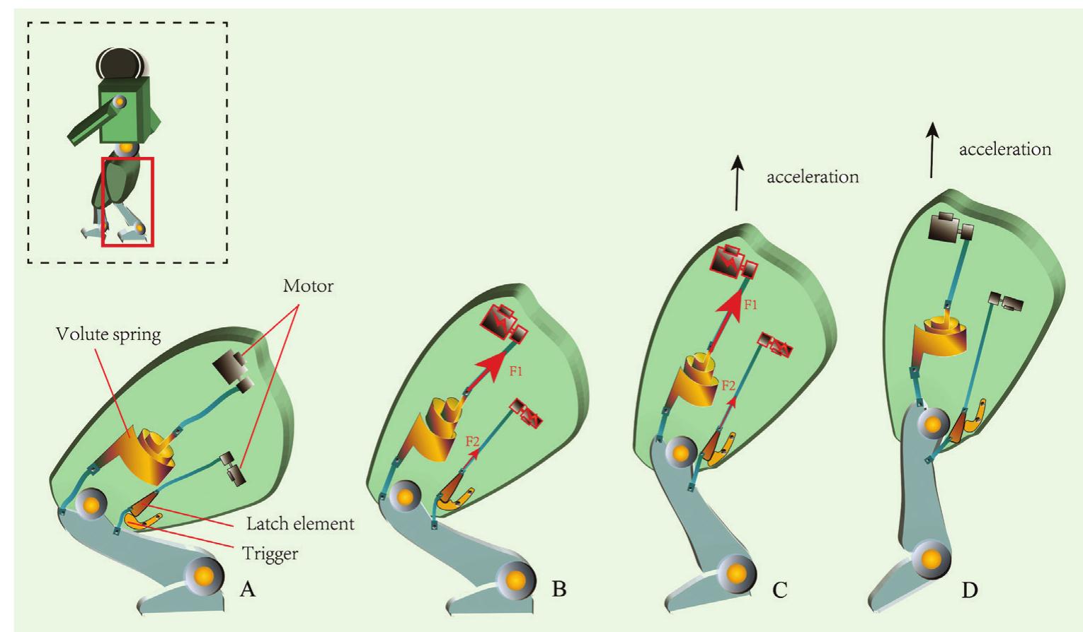 Jump Acceleration Bionic design of a jumping limb inspired by the flea beetle