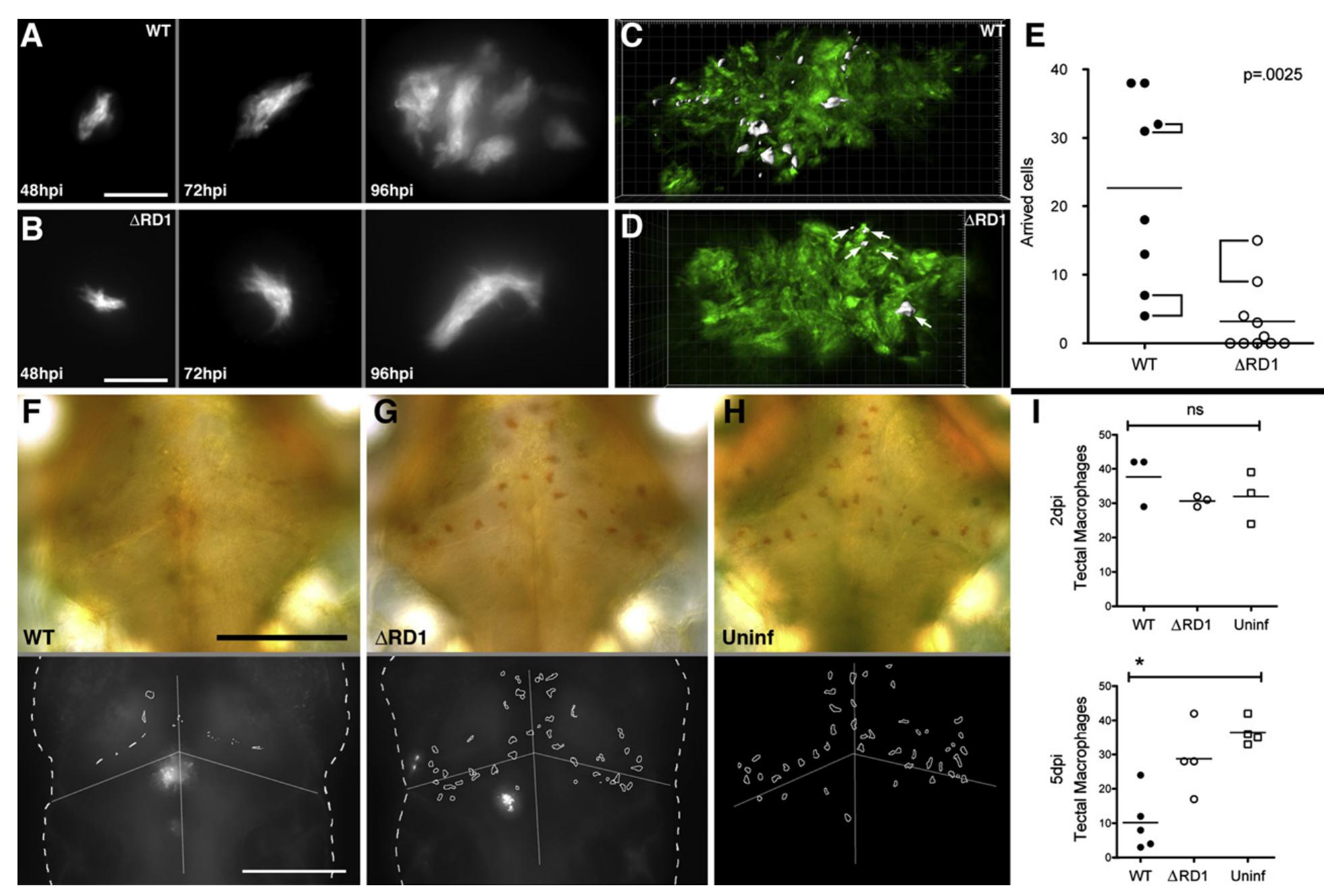 The Early Granuloma Enhances Bacterial Replication By The early granuloma enhances bacterial replication by