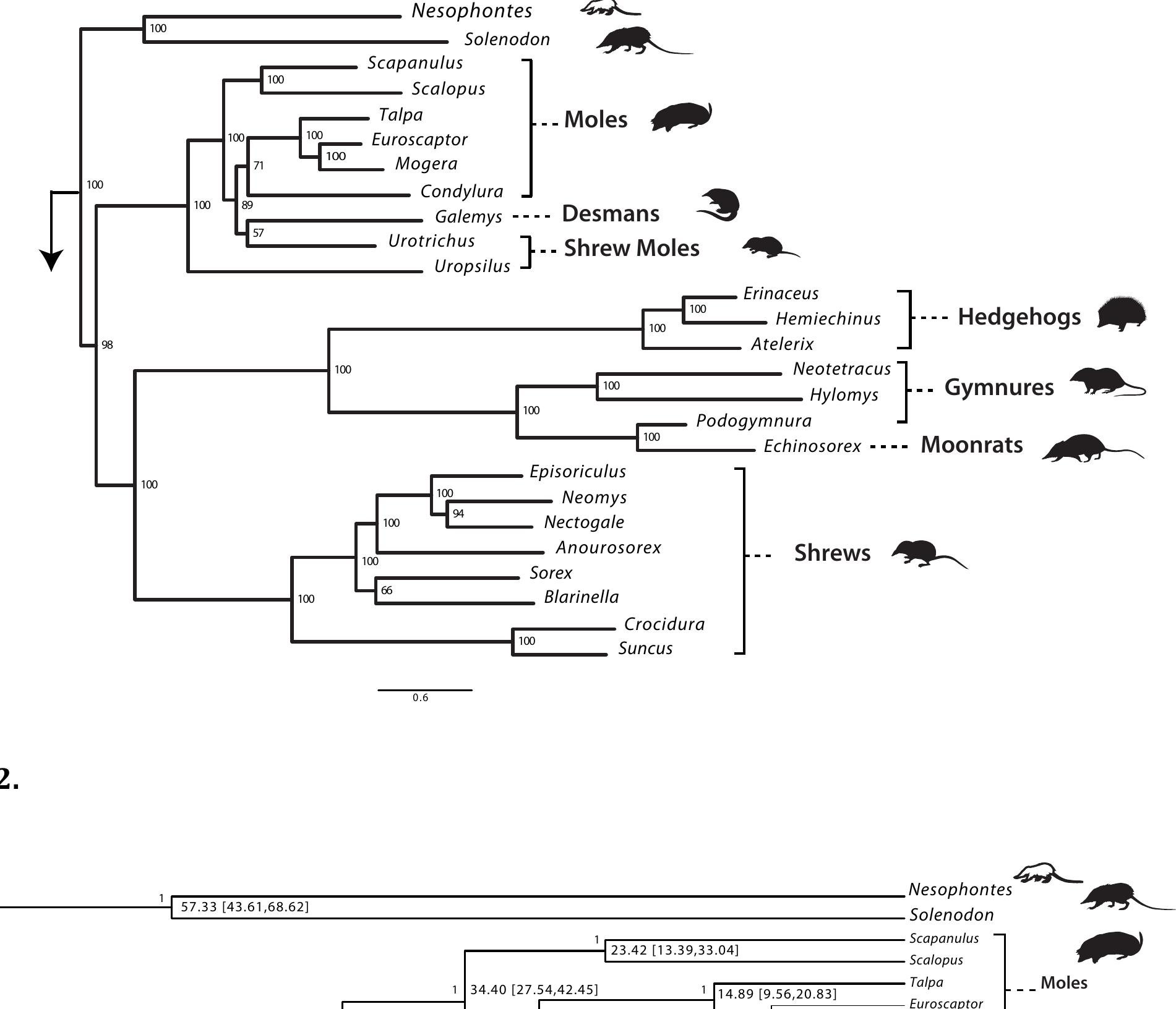 Unplaced (PDF) Evolutionary history of the Nesophontidae, the last unplaced ...
