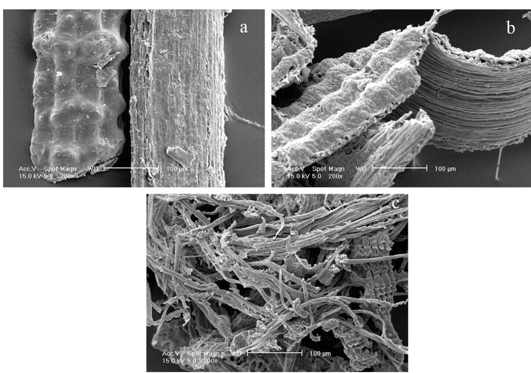 (PDF) Extraction, preparation and characterization of cellulose fibres ...