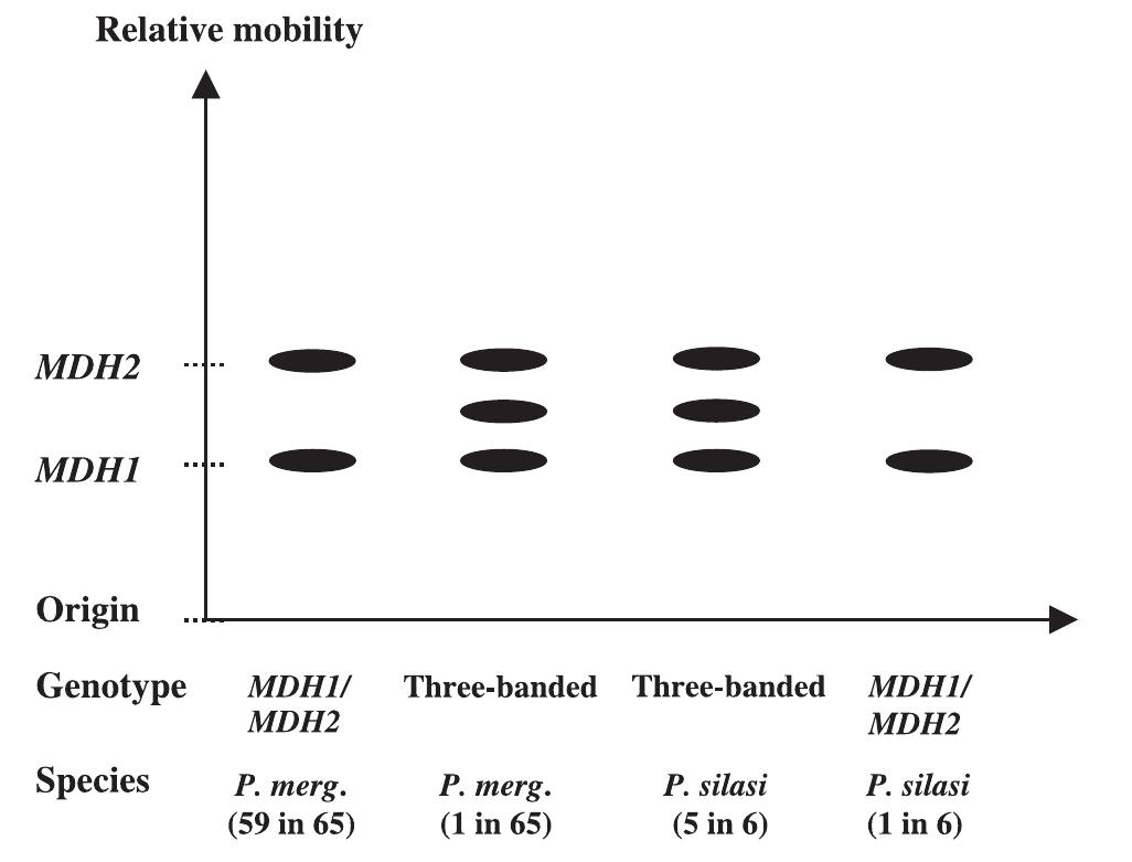 Allozyme Pattern (PDF) Molecular phylogenetic analysis of white prawns species and the ...