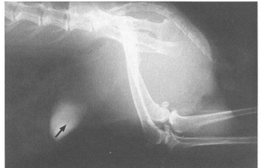 Rodent Radiographs (PDF) Imaging techniques in small mammals
