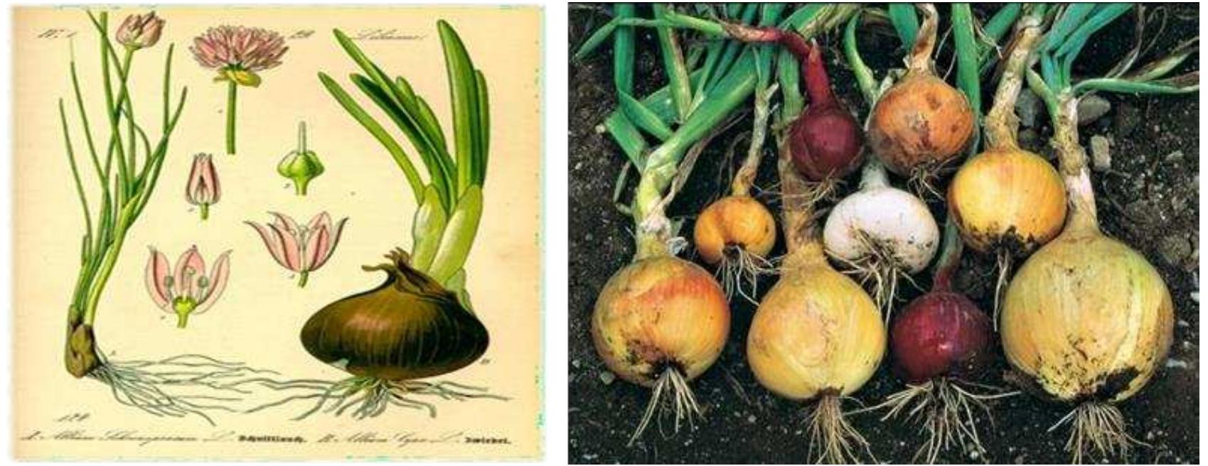 (PDF) Phytochemical analysis and a review on biological importance of ...