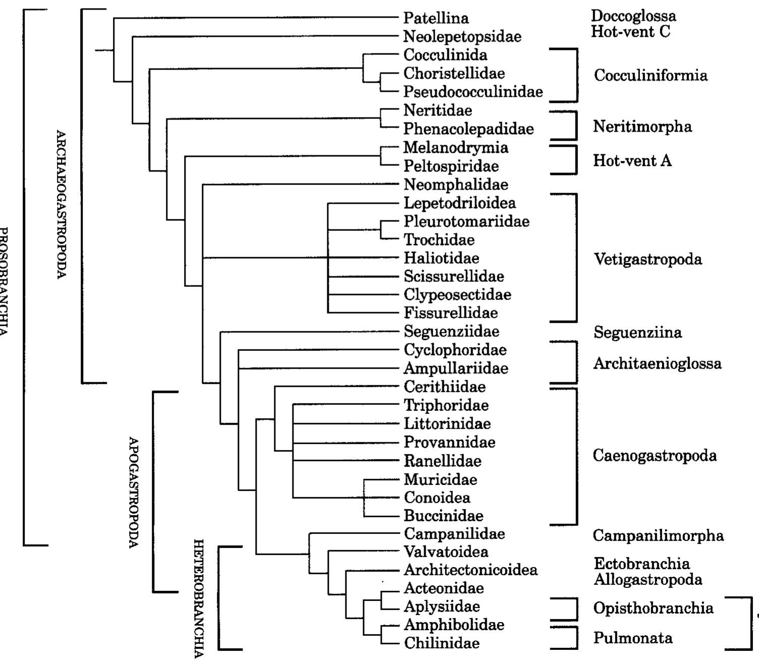 Figure 1. The phylogeny and classification of gastropods according to Haszprunar (1988a). This diagram is largely based on his figure 5, using the taxa included in this analysis. 