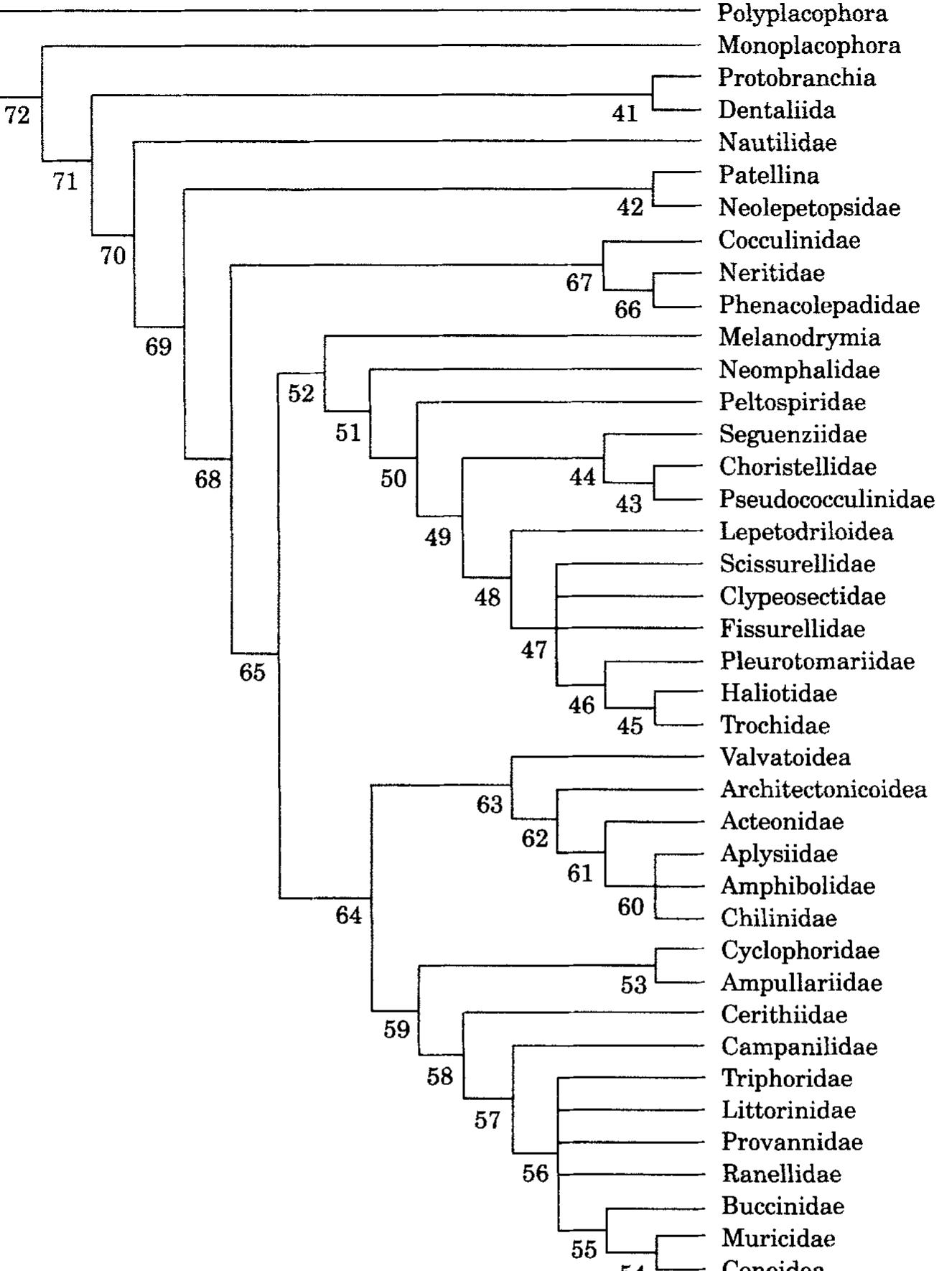 Figure 2. Strict consensus tree of 64 equally parsimonious trees (see Table 2 for statistics) using the data in Appendix 1] with all characters unordered and unscaled (MNS analysis). The node numbers are relevant to the information on apomorphic changes and character changes provided for this tree in Appendices 2 and 3. 