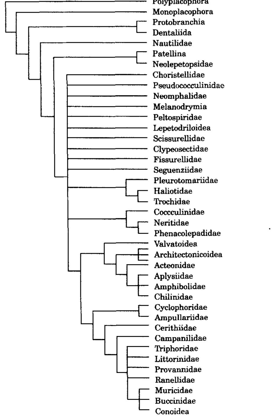 Figure 4. Strict consensus tree of all (396) trees produced from the five (MNS, RNS, MS, RS, BN — s Methods for details) analyses (the BN and BR analyses produced identical trees).  The results for the outgroups are the same in all trees (Fig. 4). Cephalopods are the sister group to the gastropods, this clade being named Rhacopoda (see Bieler, 1992:313 for list of synapomorphies and references). Bivalvia + Scaphopoda form a clade (for which, together with the extinct Rostroconchia, the name Loboconcha is  available) and the Polyplacophora and Monoplacophora are paraphyletic sister taxa to the rest of the molluscs.  war 7 er a 2 +, YW Pf 1 [rt 7 1 1 . Se a . ha: en / i: i : ie 