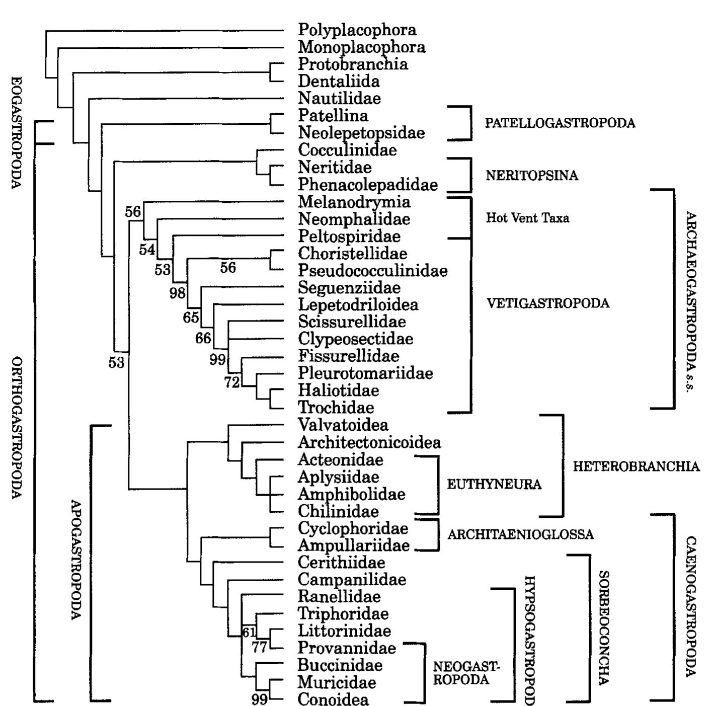 Figure 5. Majority rule (50%) consensus tree of all (396) trees produced from the five (MNS, RNS, MS, RS, BN — see methods for details) analyses (the BN and BR analyses produced identical trees). The names of the major clades are given. 
