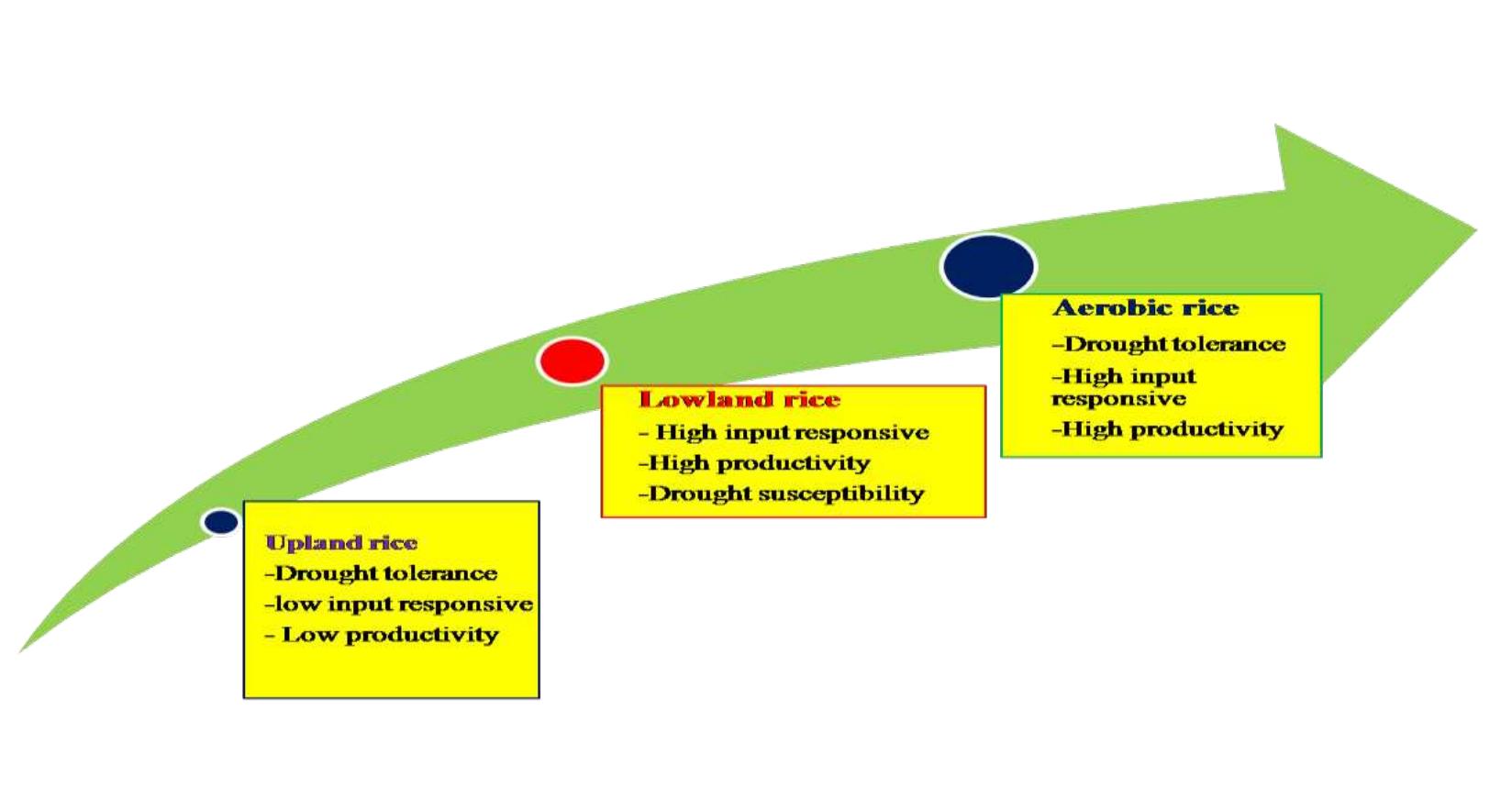 (PDF) Aerobic Rice: Smart Technology of Rice Cultivation