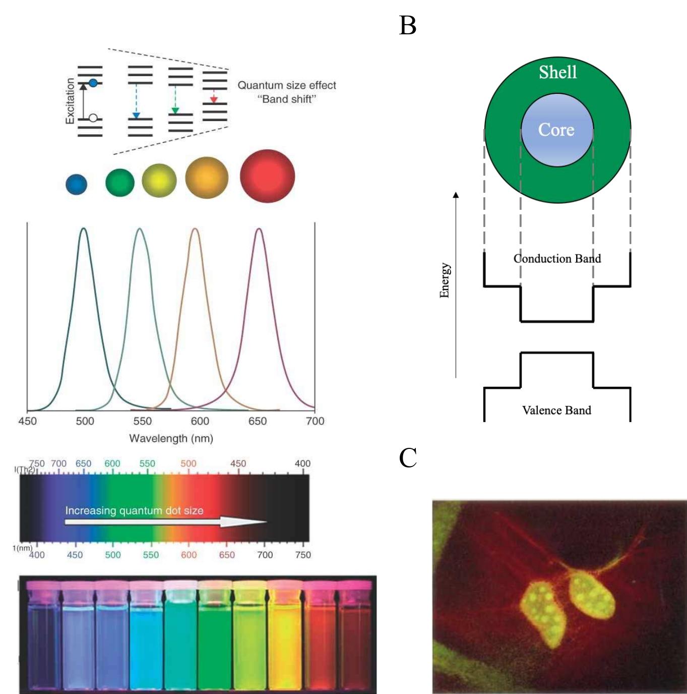 (PDF) Unravelling the Potential of Graphene Quantum Dots in Biomedicine ...