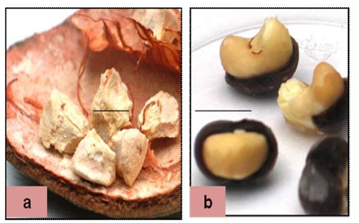 (PDF) Medicinal Uses of Adansonia Digitata L.: An Endangered Tree Species