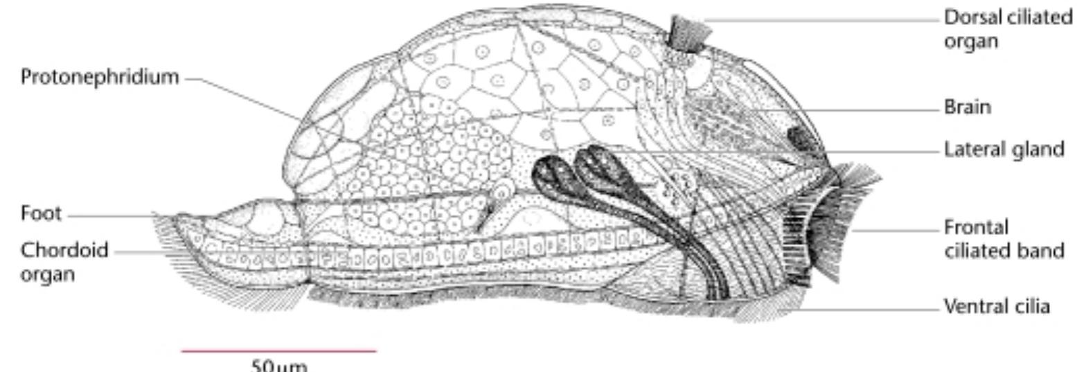 Figure 3 - from Cycliophora