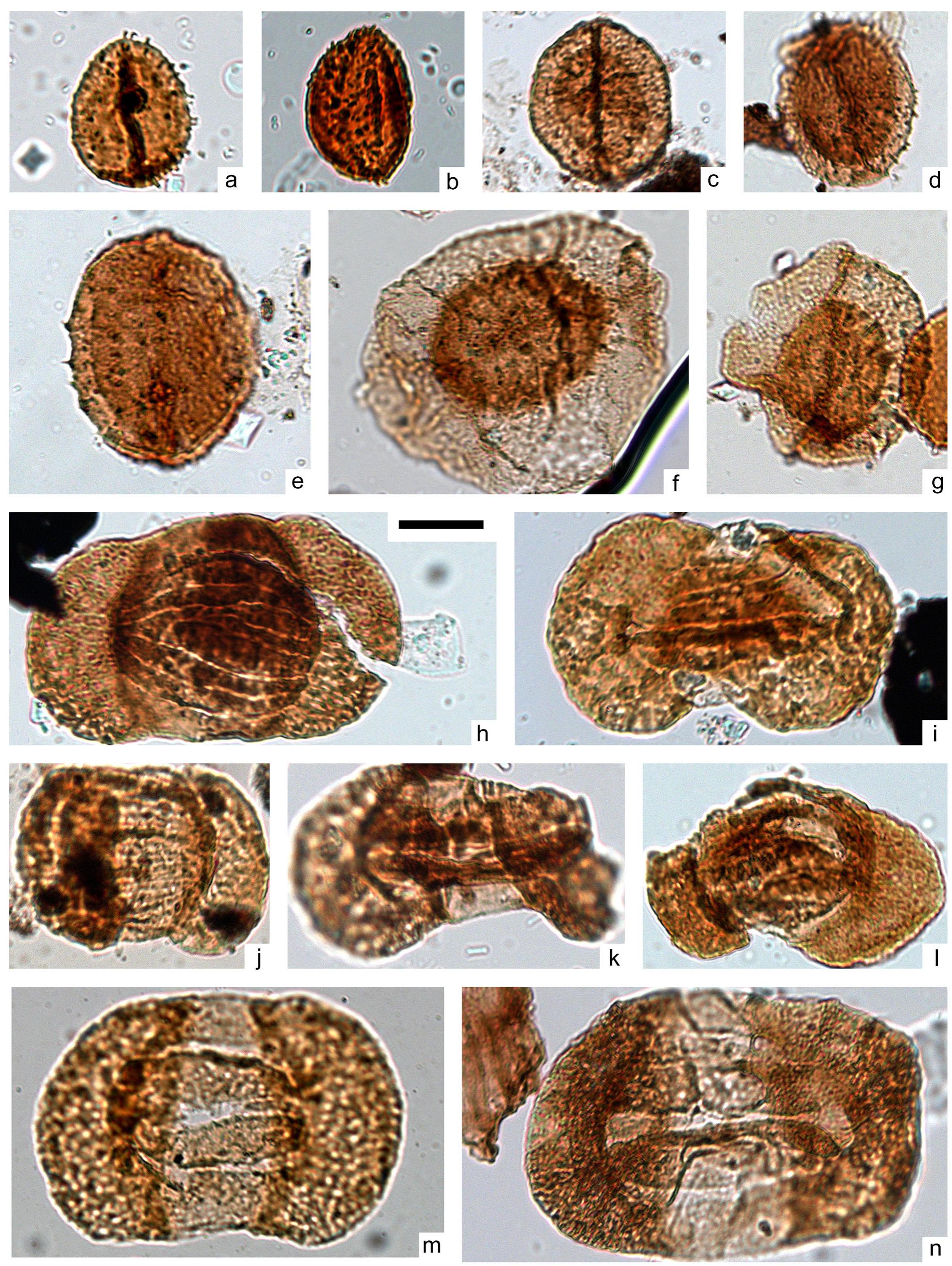 Figure 6 - from The Triassic to Early Jurassic palynological