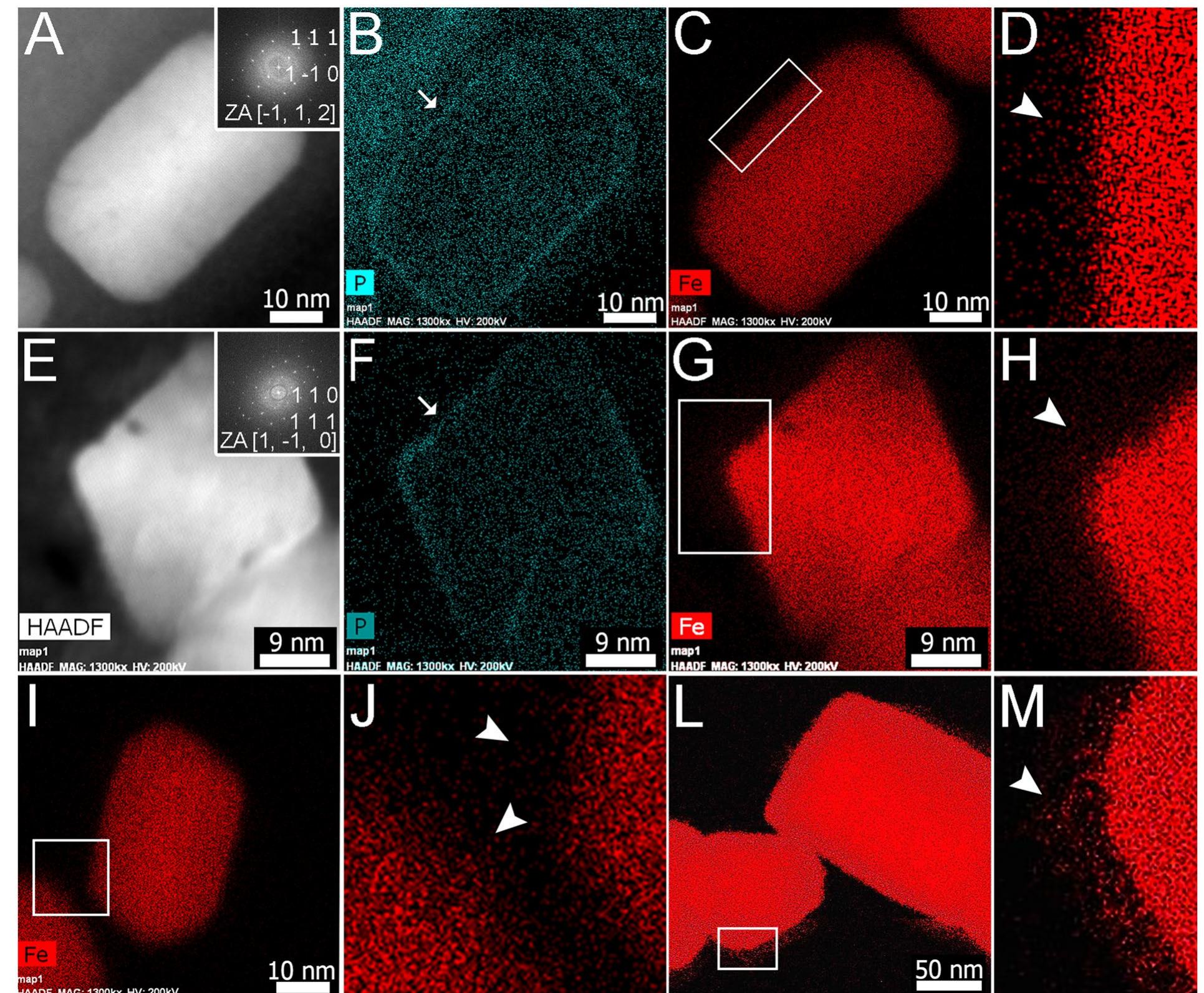 High resolution stem imaging and eds elemental maps of cells