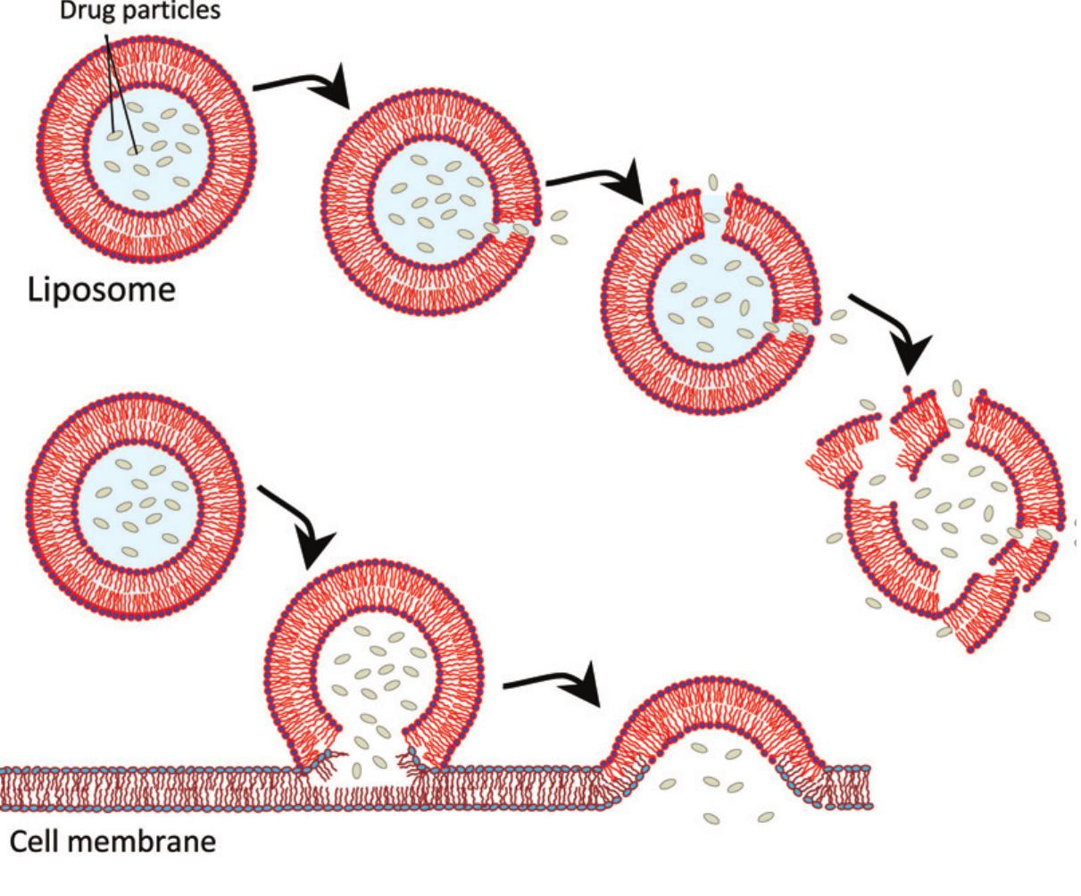 Nlc Types (PDF) Nanoparticles as drug delivery systems