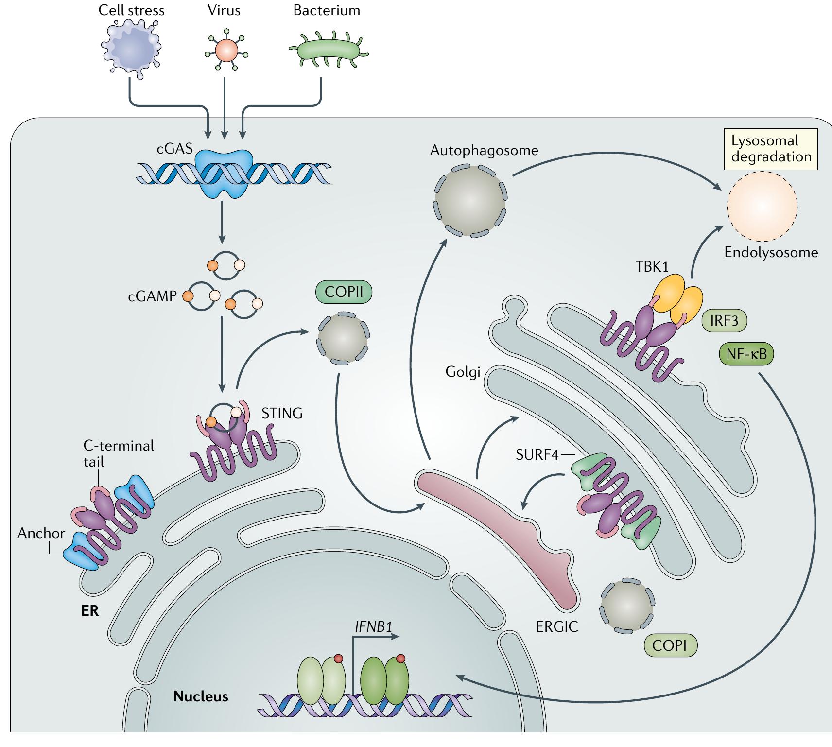 | overview of the cgas-sting signalling pathway. a schematic