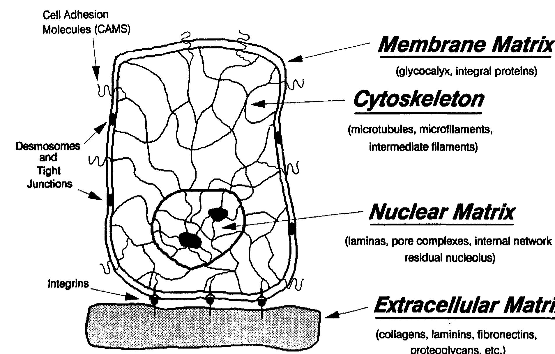 (PDF) The extracellular matrix of the periodontium: dynamic and ...