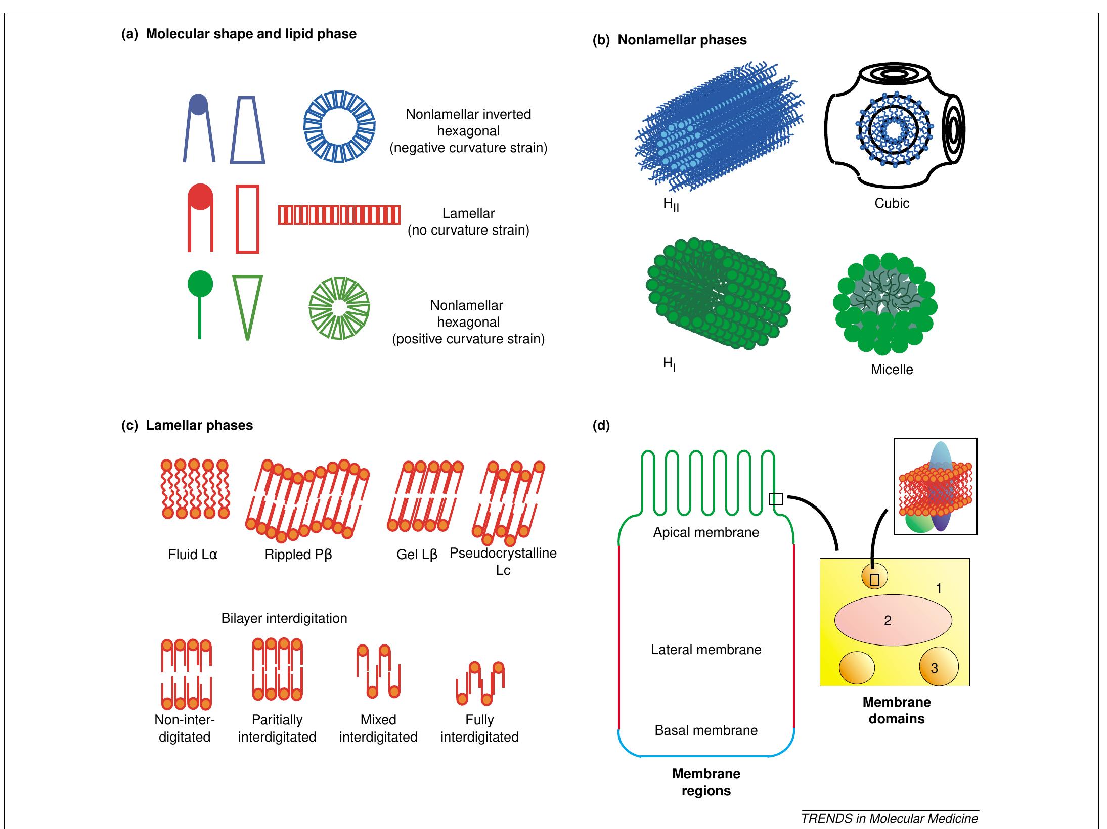 Figure 1 - from Plasmalogen Replacement Therapy