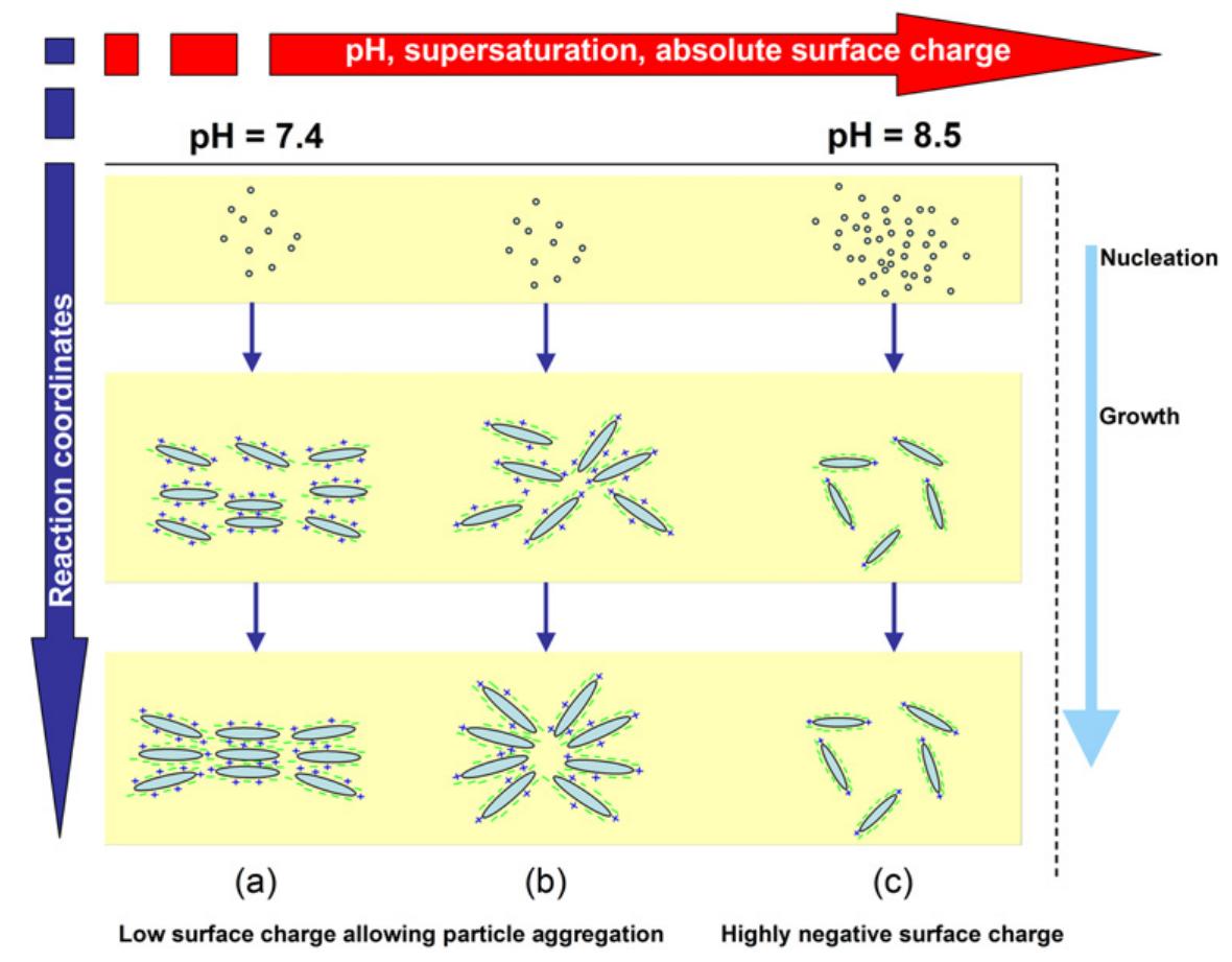 Equilibrium distribution curves of the citrate species as