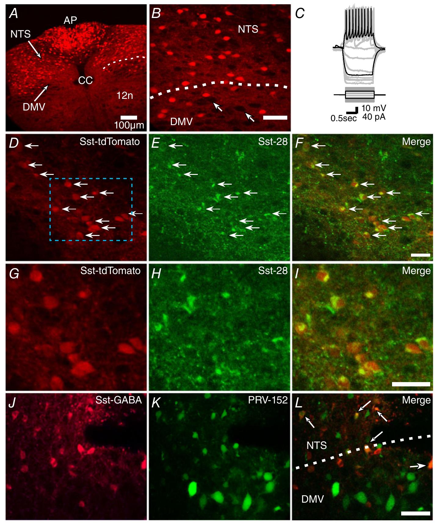 (PDF) Optogenetic and pharmacological evidence that somatostatin-GABA ...