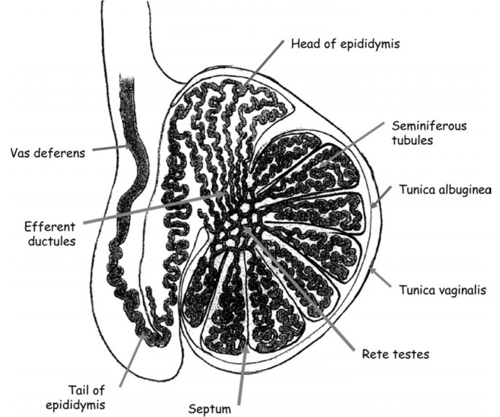 Figure 2 - from Ultrasound of the scrotum