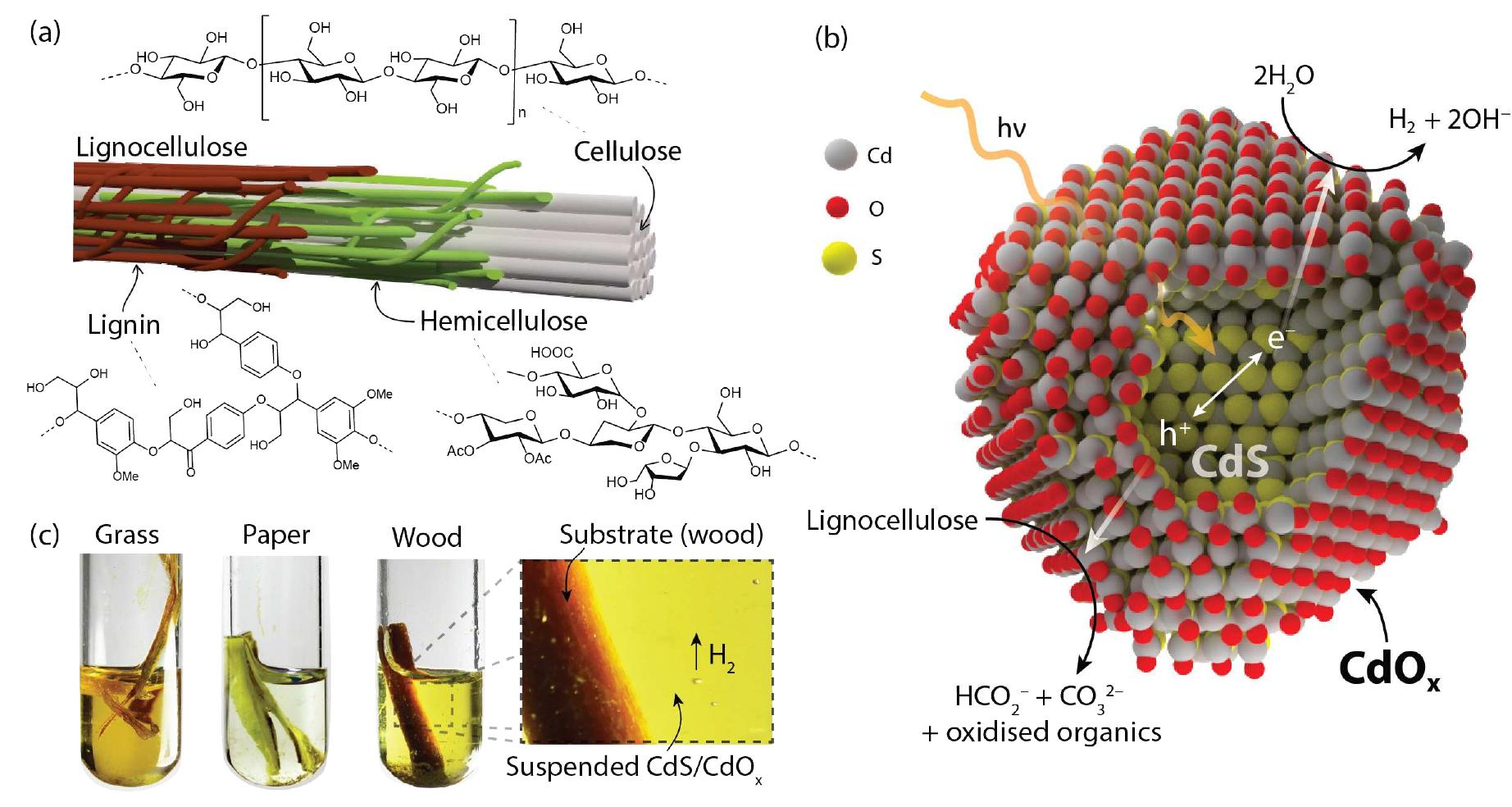(PDF) Solar-driven reforming of lignocellulose to H2 with a CdS/CdOx ...