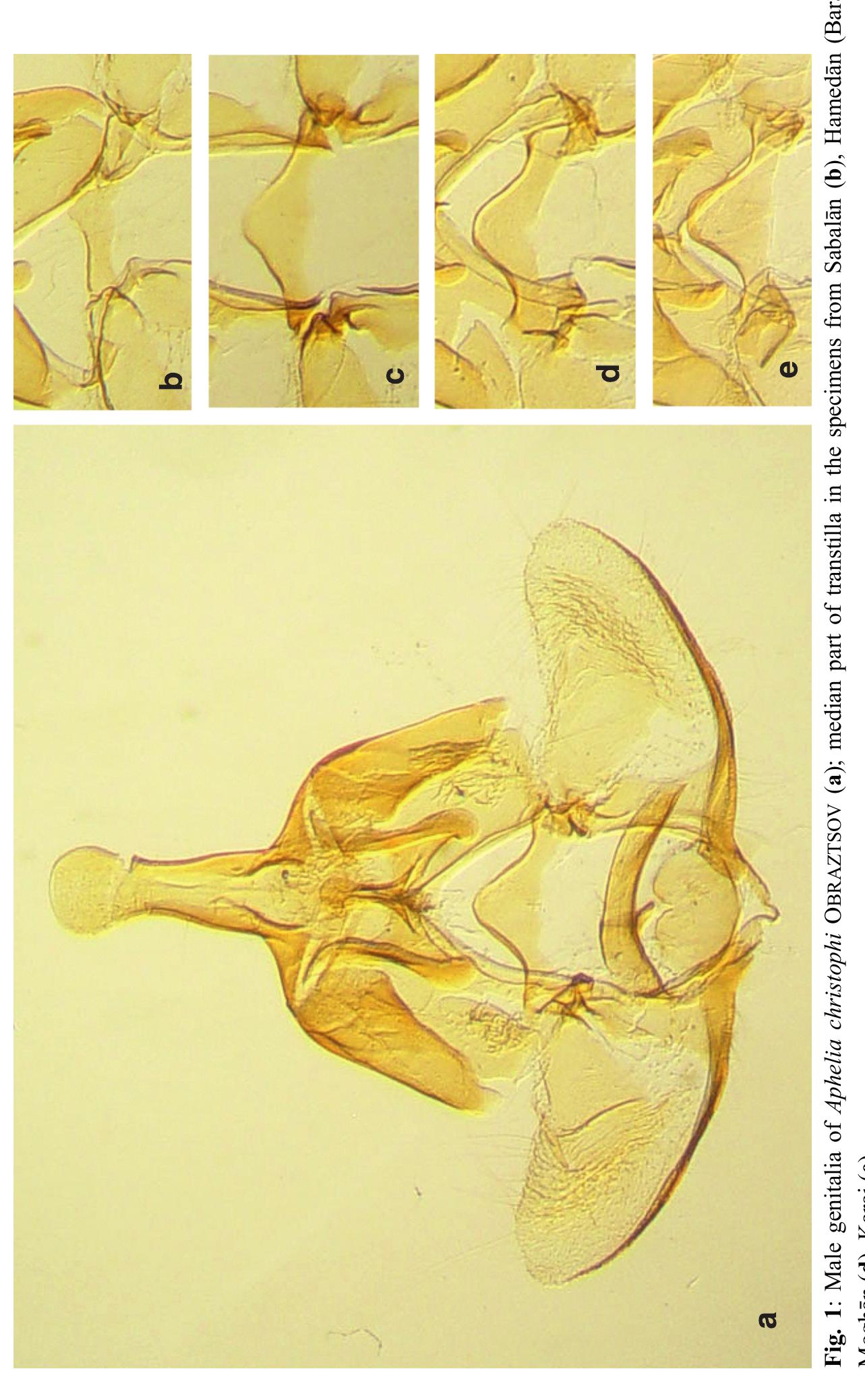 (PDF) A brief study on the tribes Tortricini and Archipini (Lepidoptera ...