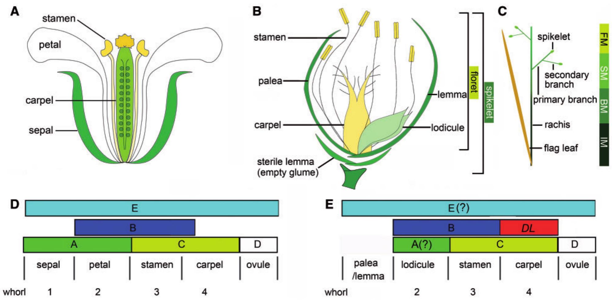 Lodicules In Rice (PDF) Coordination of flower development through epigenetic regulation ...