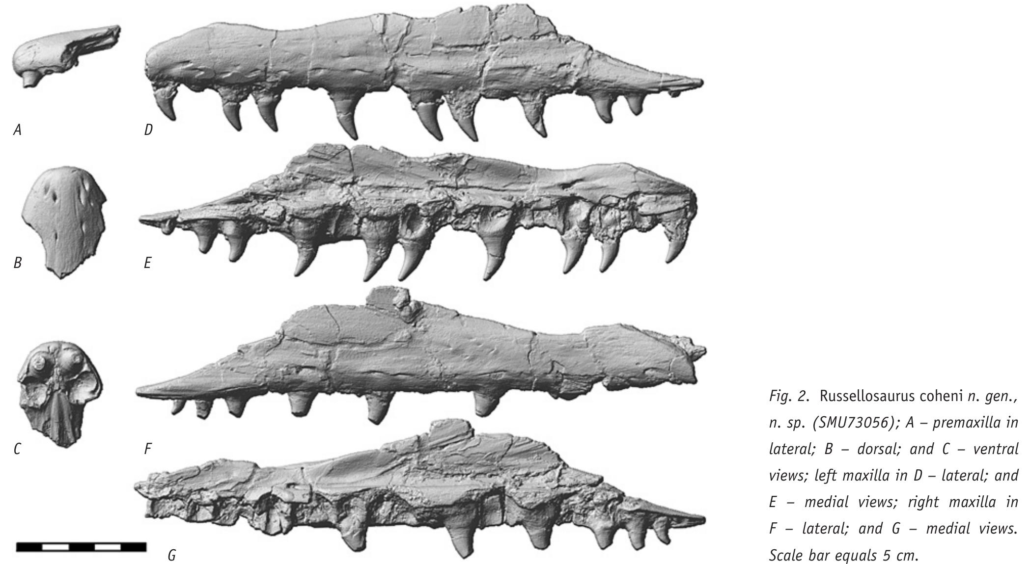 (PDF) Russellosaurus coheni n. gen., n. sp., a 92 million-year-old ...