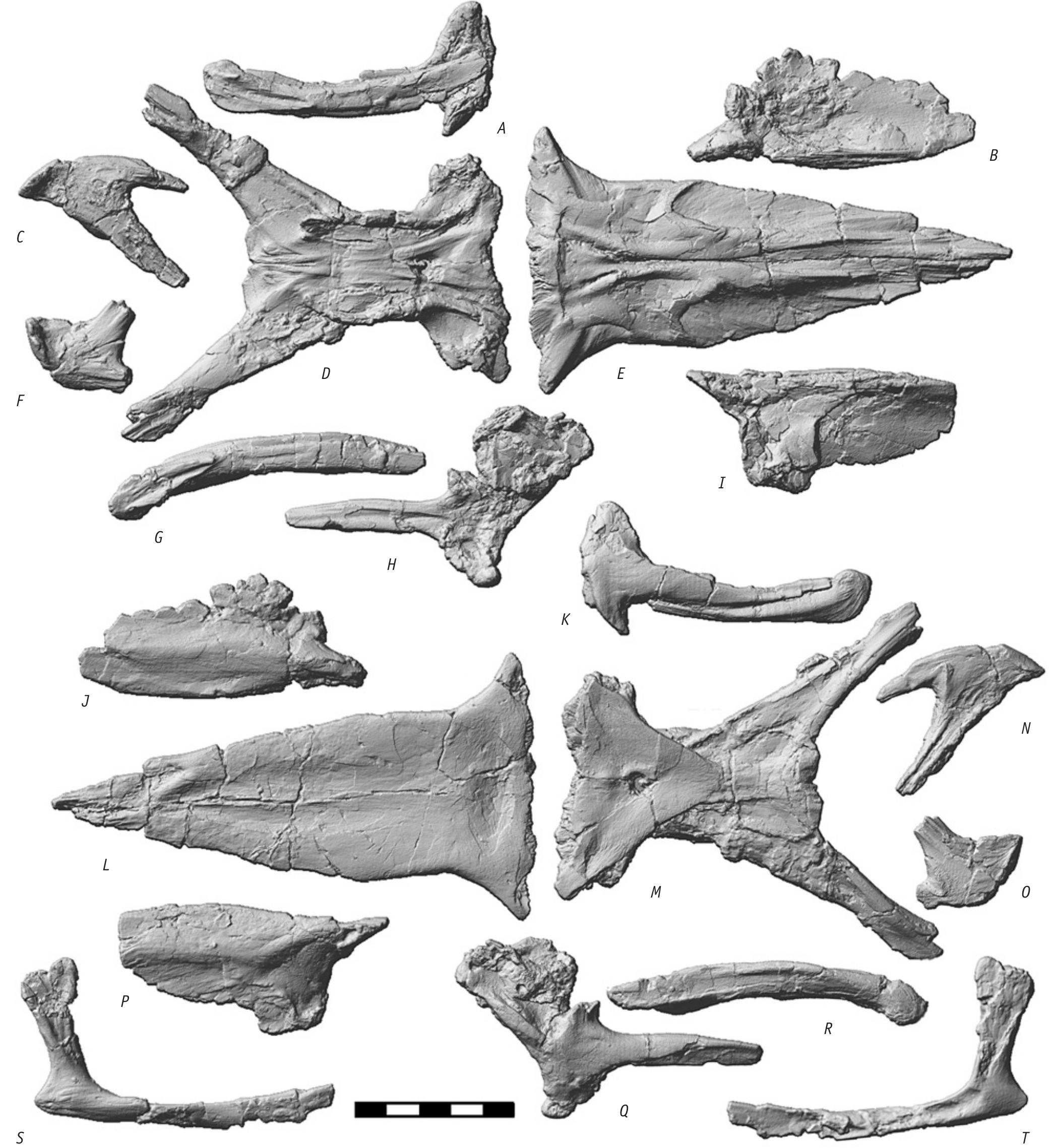 (PDF) Russellosaurus coheni n. gen., n. sp., a 92 million-year-old ...