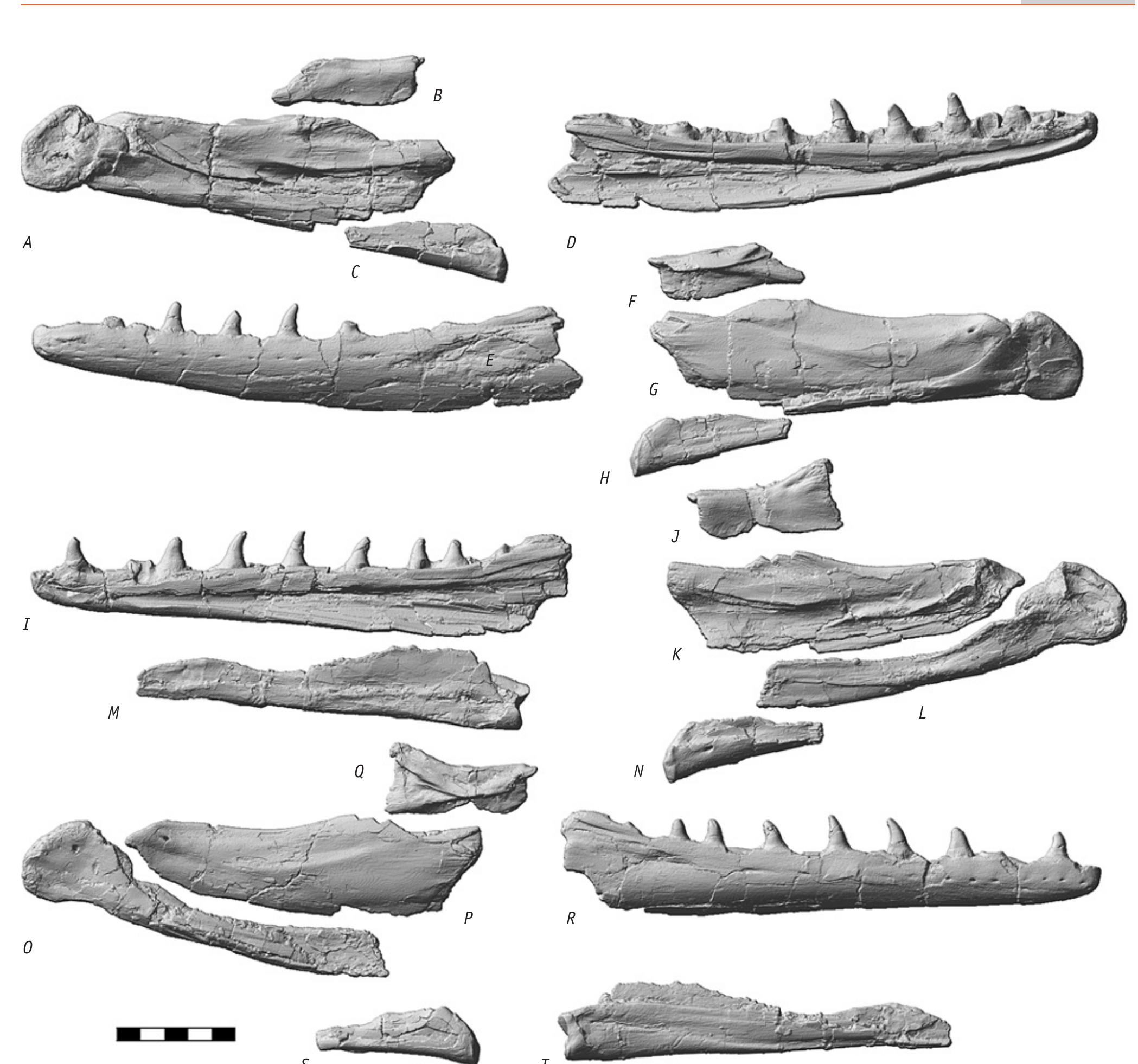 (PDF) Russellosaurus coheni n. gen., n. sp., a 92 million-year-old ...