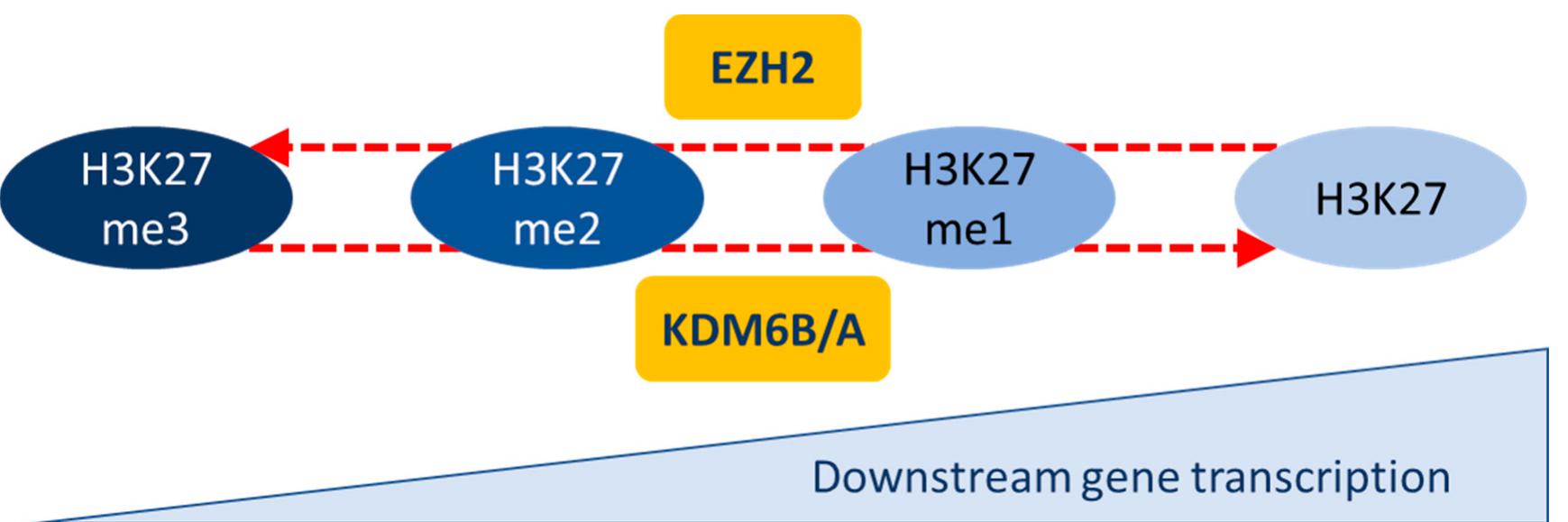 (PDF) Epigenetic Regulation of EMT (Epithelial to Mesenchymal ...