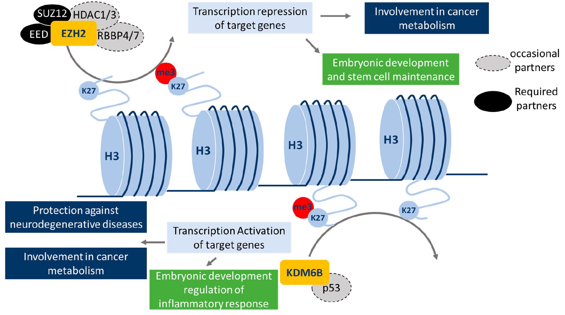 (PDF) Epigenetic Regulation of EMT (Epithelial to Mesenchymal ...