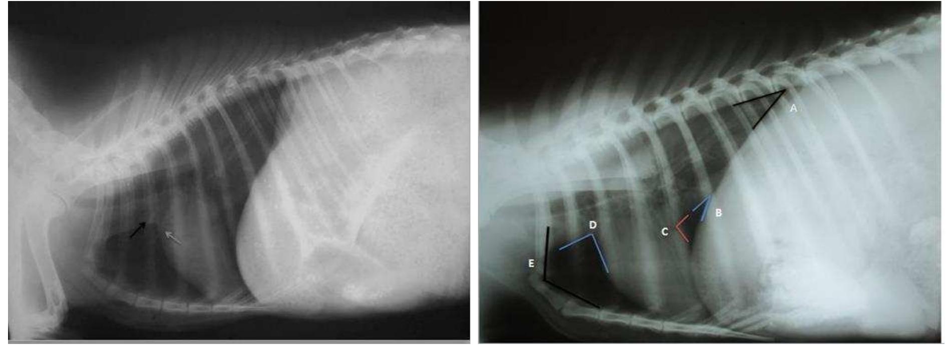 4. left lateral radiograph of the thorax showing the