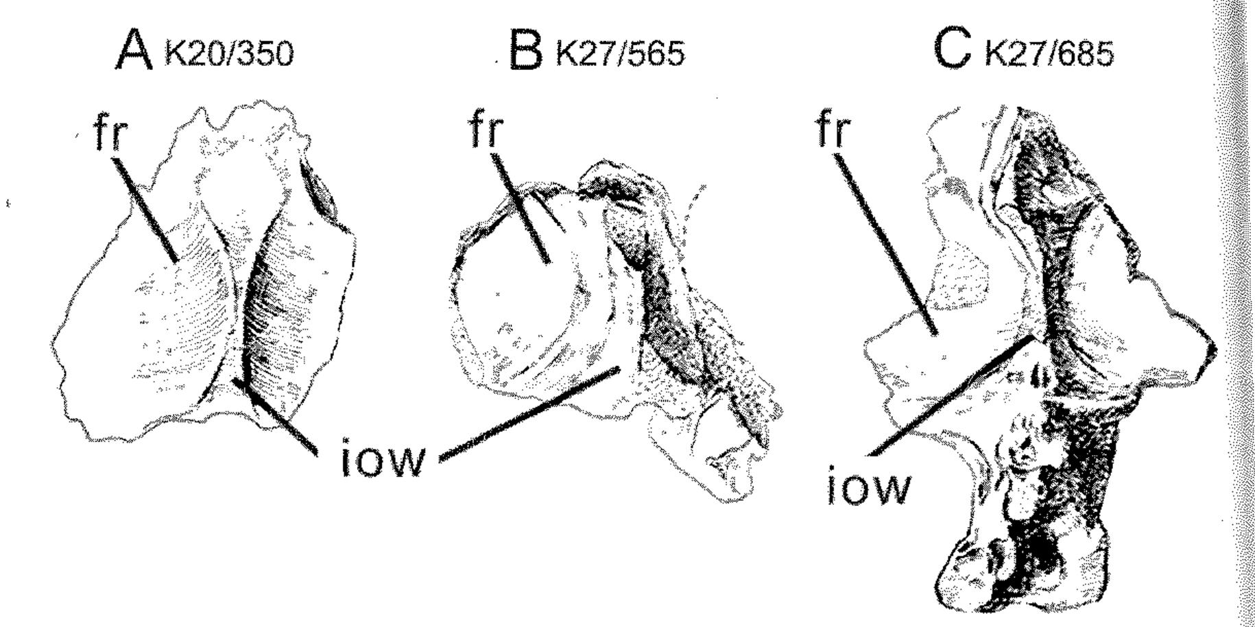 Indosuchus Raptorius Figure 1 - from Cretaceous theropods from India: A review of