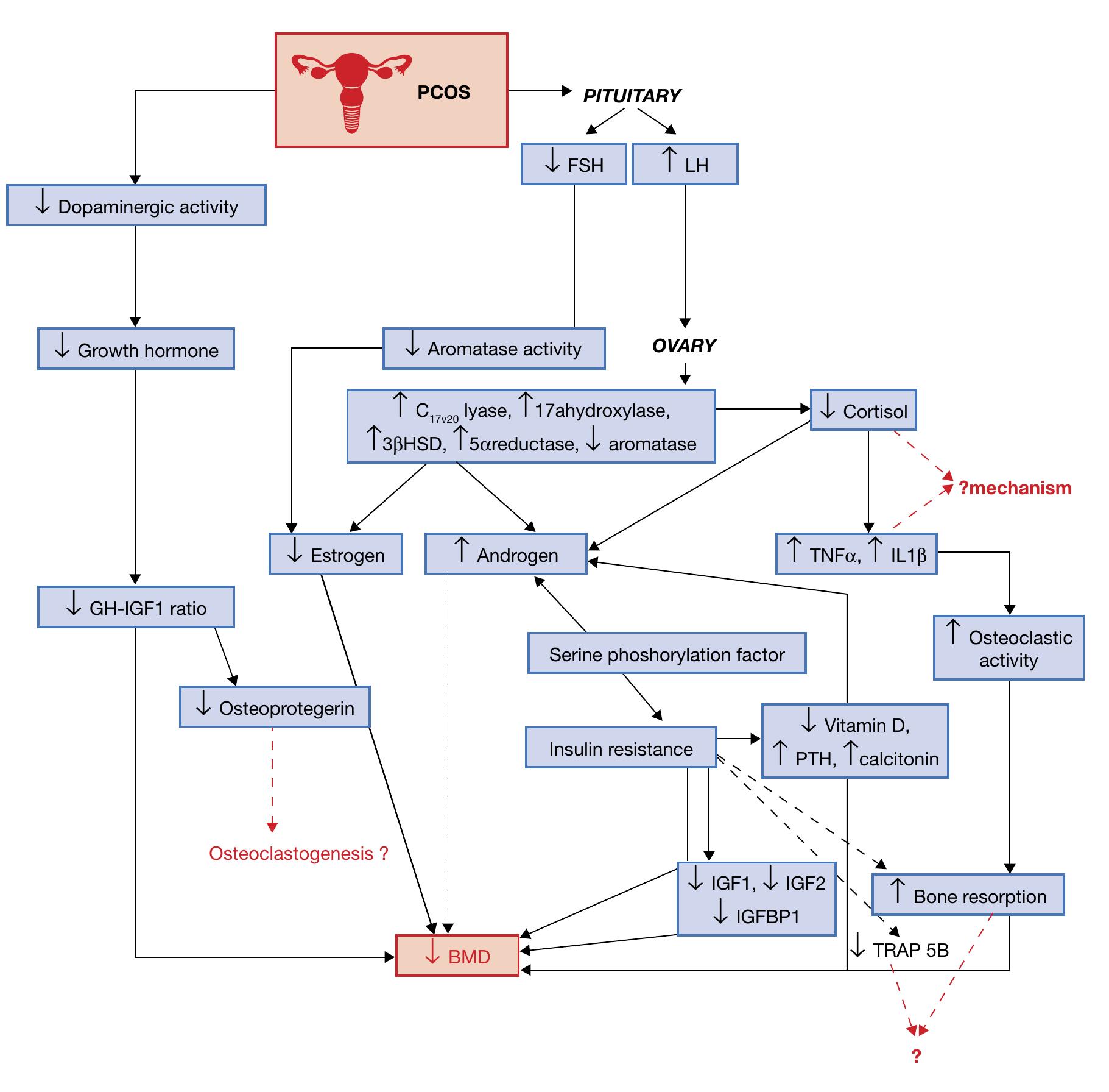 (PDF) Hormonal alterations in PCOS and its influence on bone metabolism