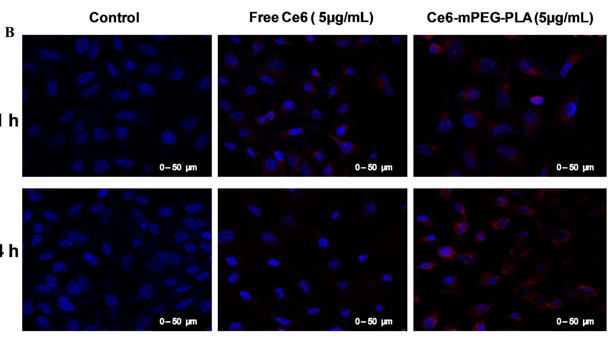 Red Pulp Dapi Blue color: dapi staining of cell nuclei. red color: