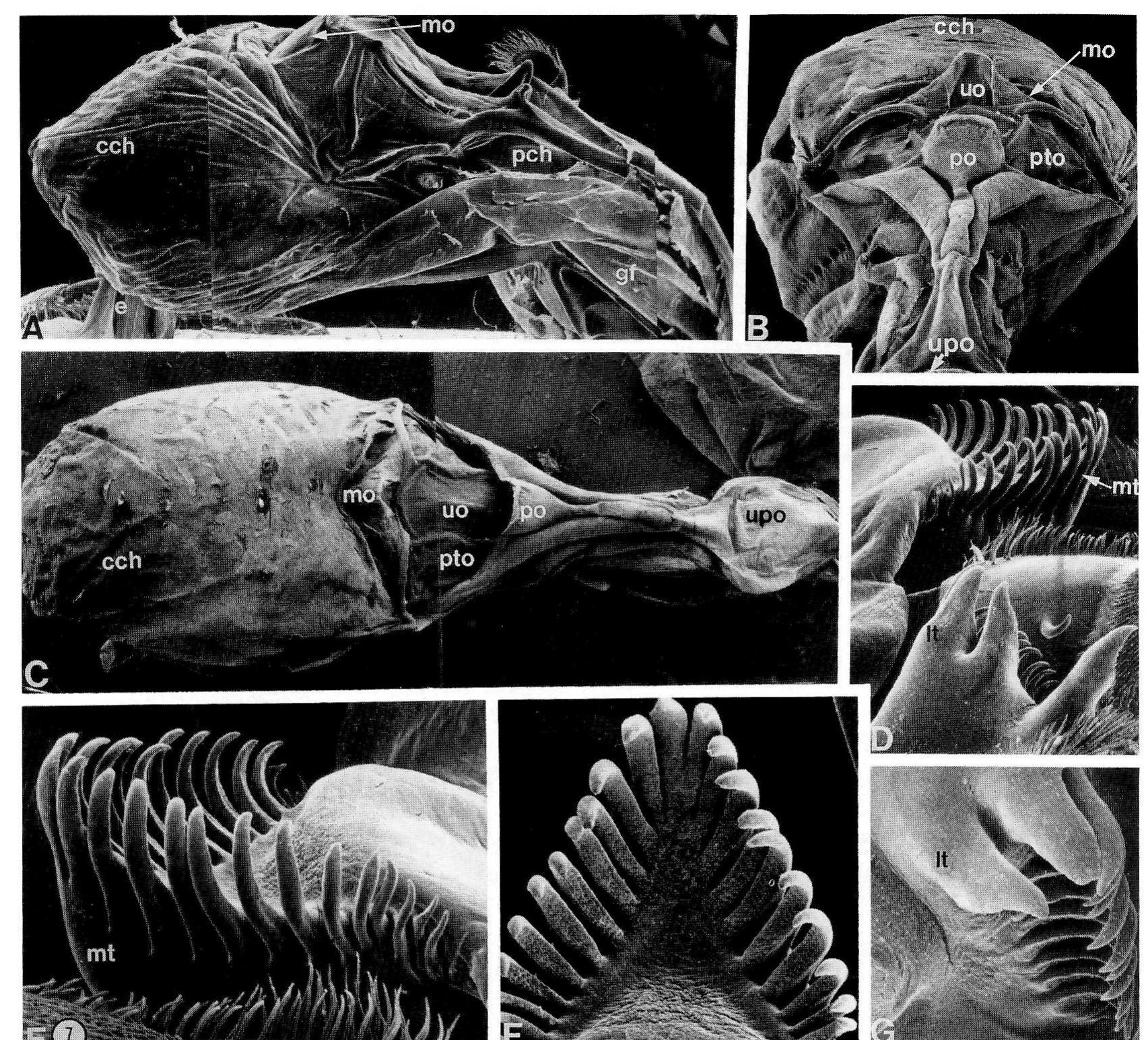 (PDF) Internal Anatomy of the Decapoda: An Overview